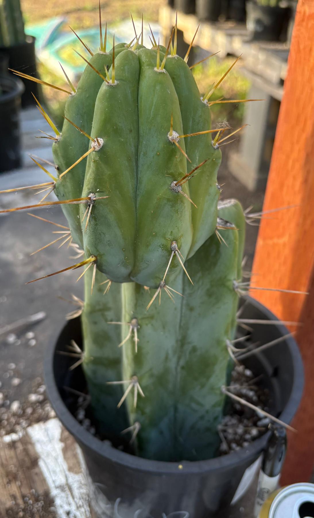 #EC164 EXACT Trichocereus SLOP Cactus 12”-Cactus - Large - Exact-The Succulent Source