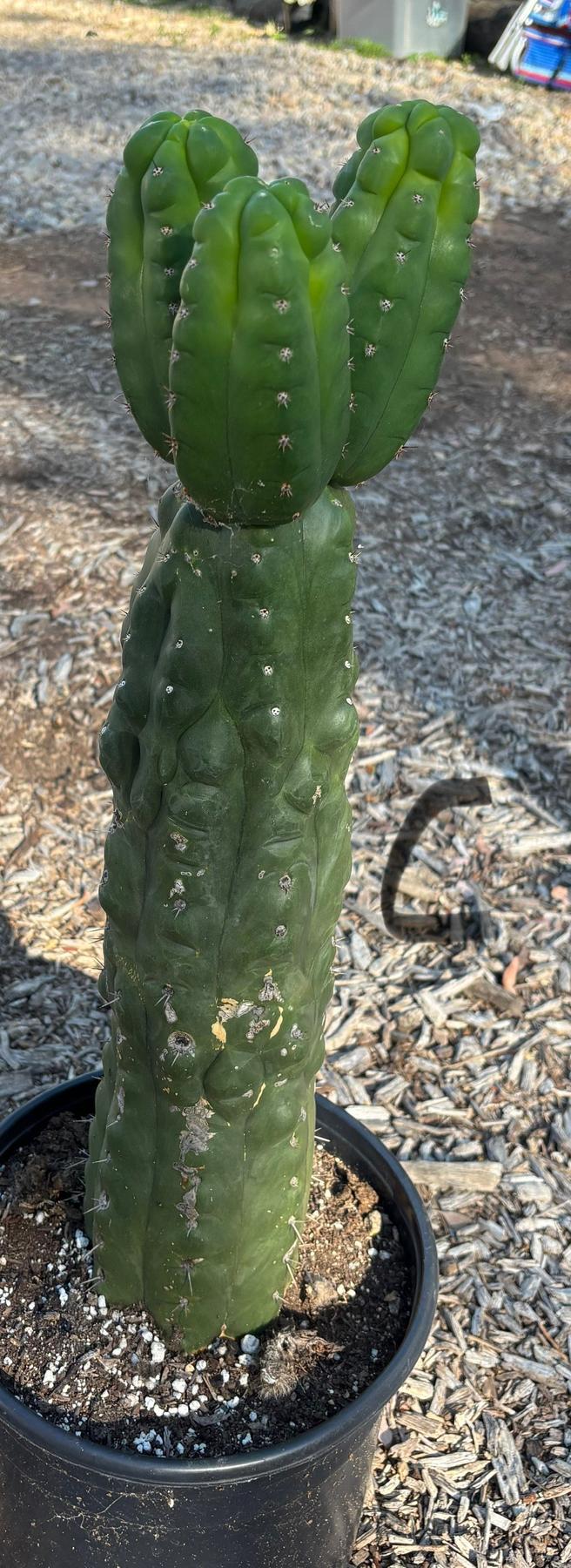 #EC165 EXACT Trichocereus Pachanoi Monstrose TPM Cactus-Cactus - Large - Exact-The Succulent Source
