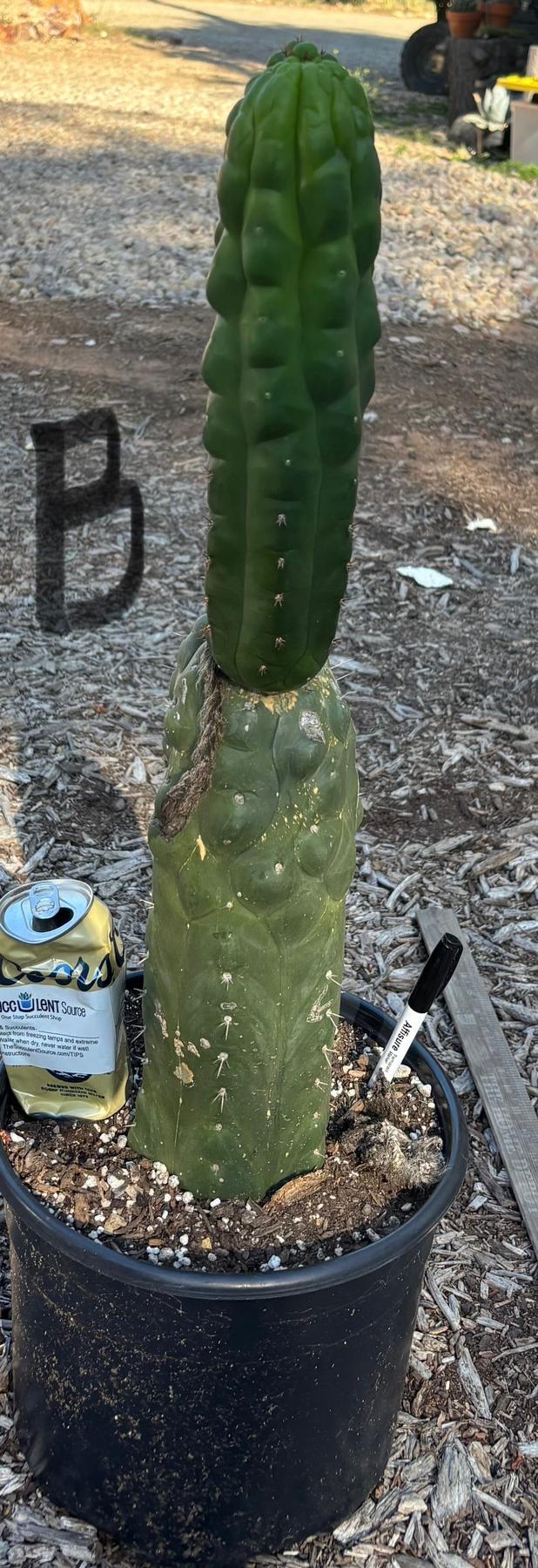 #EC165 EXACT Trichocereus Pachanoi Monstrose TPM Cactus-Cactus - Large - Exact-The Succulent Source