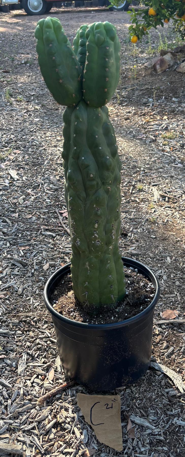 #EC165 EXACT Trichocereus Pachanoi Monstrose TPM Cactus-Cactus - Large - Exact-The Succulent Source