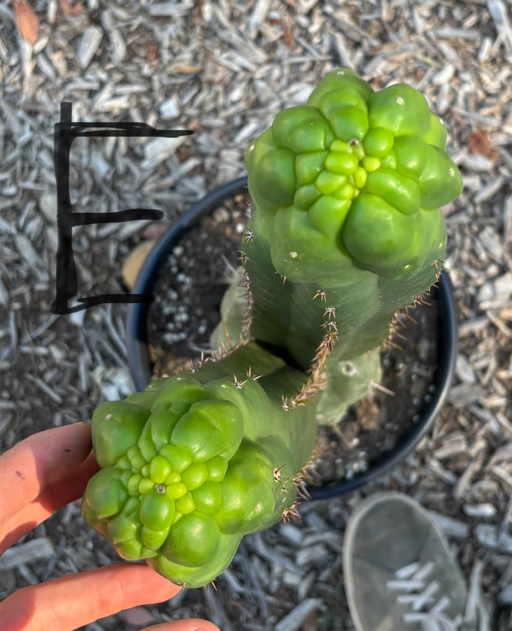 #EC165 EXACT Trichocereus Pachanoi Monstrose TPM Cactus-Cactus - Large - Exact-The Succulent Source