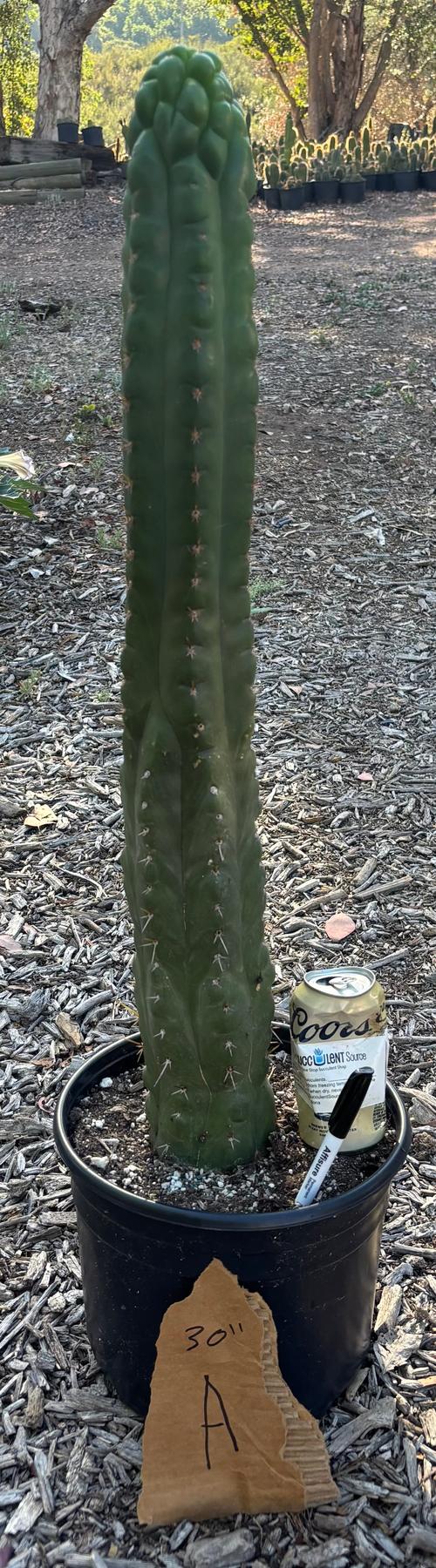 #EC165 EXACT Trichocereus Pachanoi Monstrose TPM Cactus-Cactus - Large - Exact-The Succulent Source