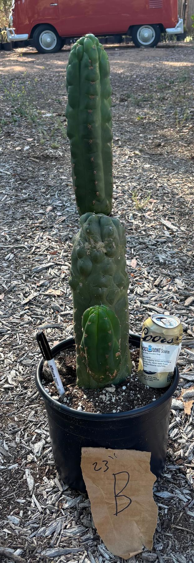 #EC165 EXACT Trichocereus Pachanoi Monstrose TPM Cactus-Cactus - Large - Exact-The Succulent Source