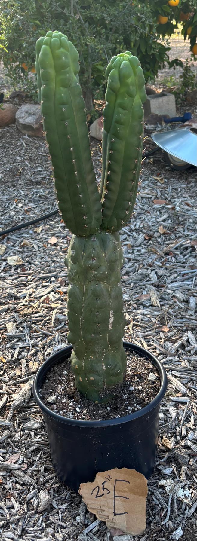 #EC165 EXACT Trichocereus Pachanoi Monstrose TPM Cactus-Cactus - Large - Exact-The Succulent Source