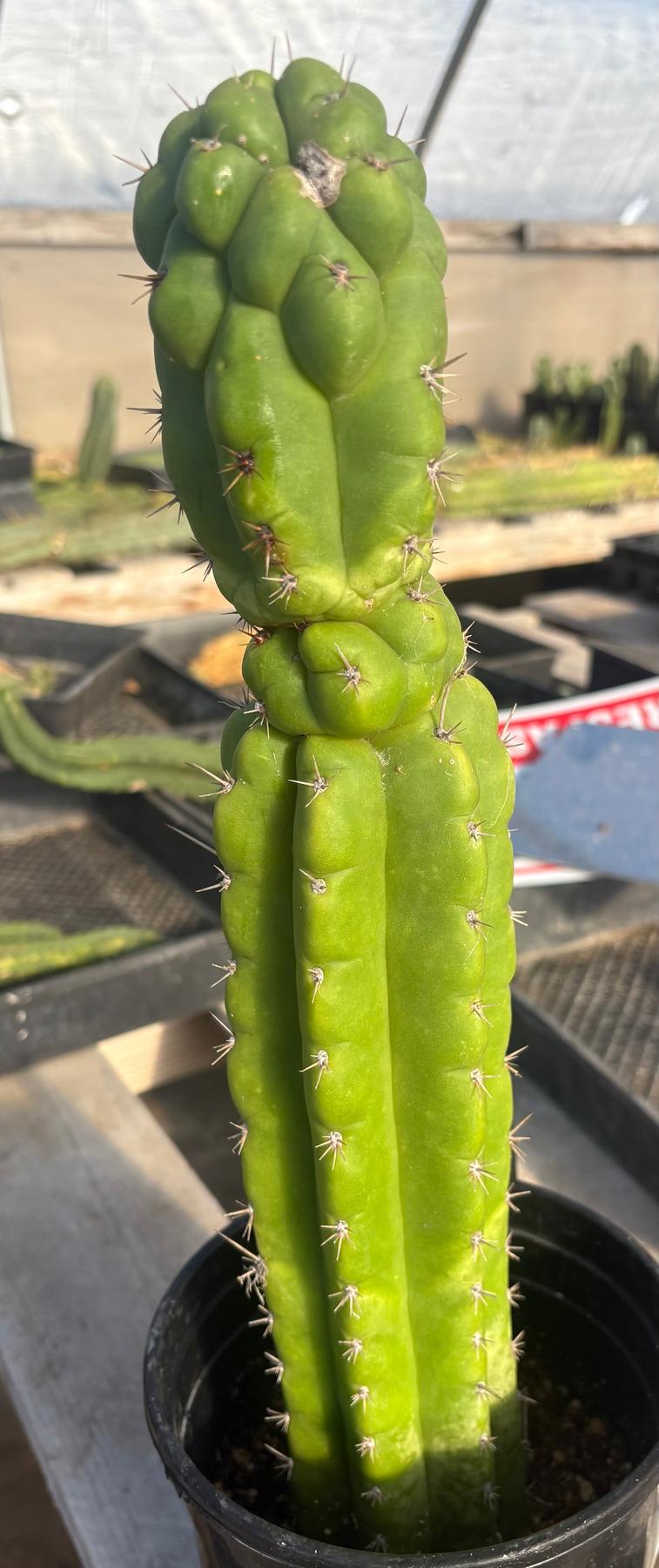 #EC165 EXACT Trichocereus Pachanoi Monstrose TPM Cactus 16”-Cactus - Large - Exact-The Succulent Source