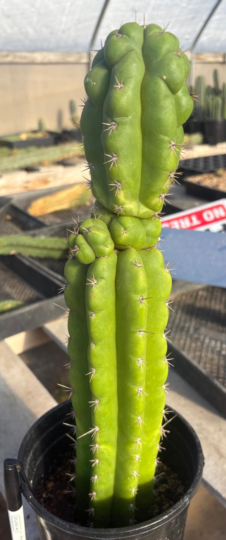#EC165 EXACT Trichocereus Pachanoi Monstrose TPM Cactus 16”-Cactus - Large - Exact-The Succulent Source