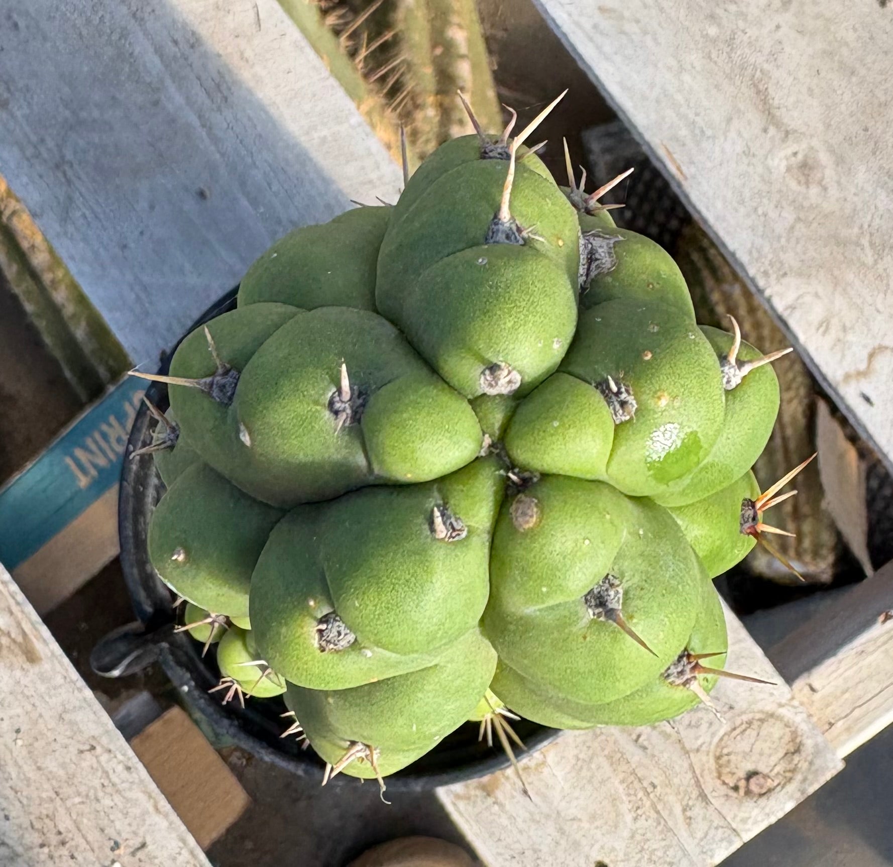 #EC165 EXACT Trichocereus Pachanoi Monstrose TPM Cactus 16”-Cactus - Large - Exact-The Succulent Source