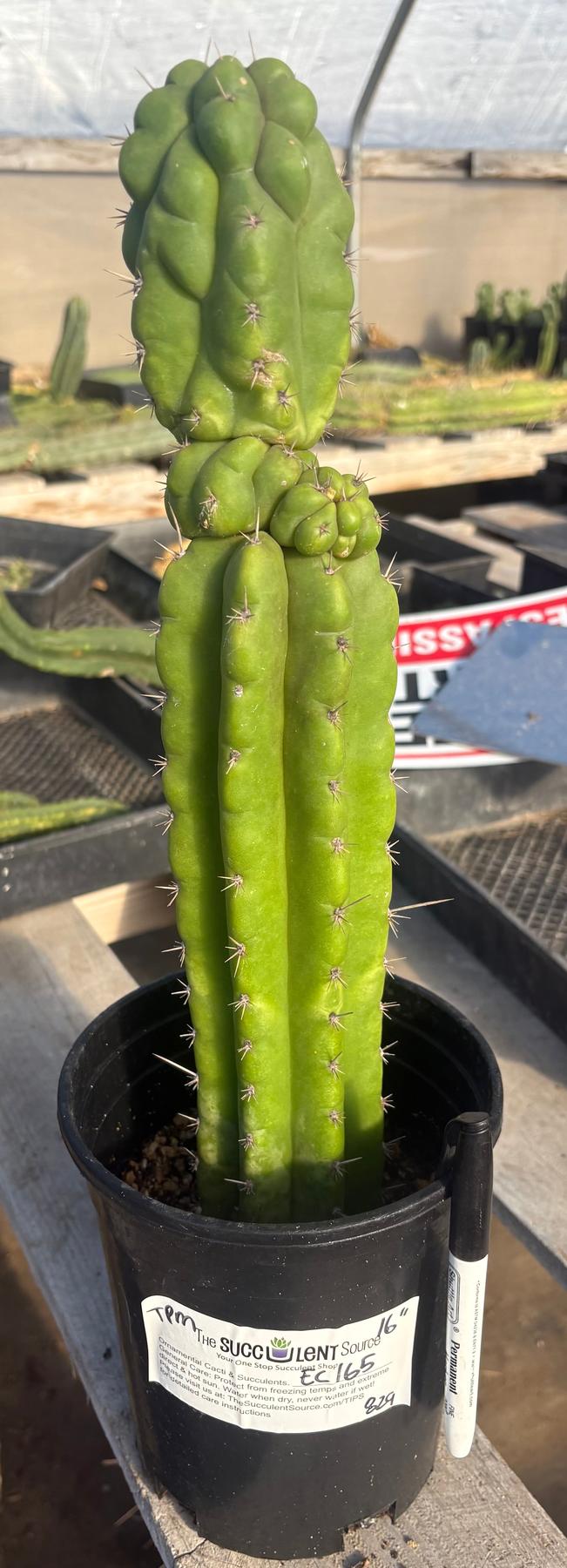 #EC165 EXACT Trichocereus Pachanoi Monstrose TPM Cactus 16”-Cactus - Large - Exact-The Succulent Source