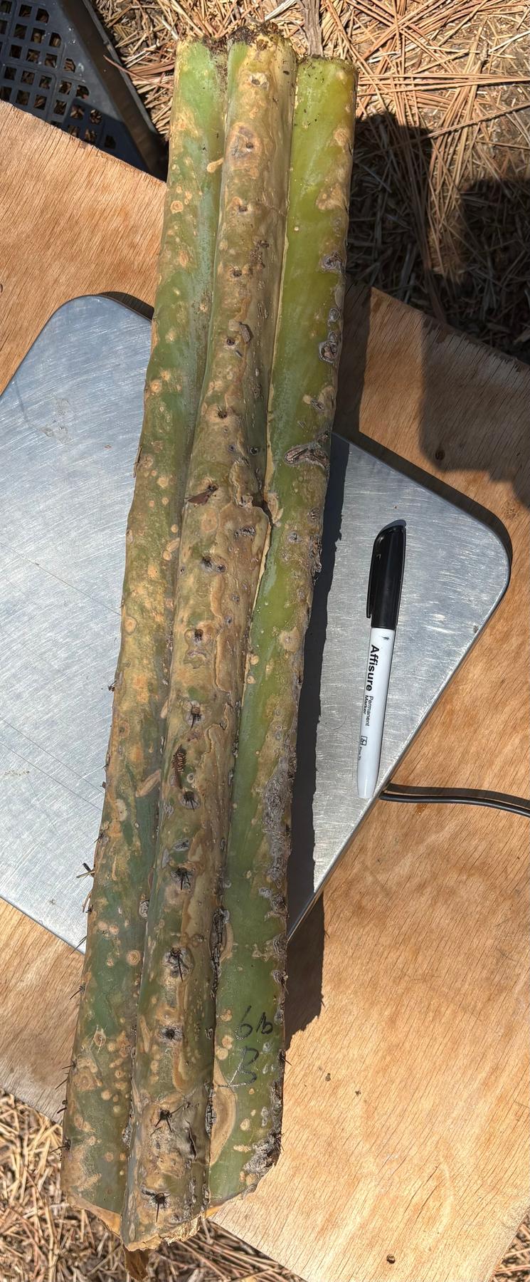 #EC166 BIG TLC Trichocereus Huanu Huanucoensis Jiimz Big Mac aka P7 Cactus Cuttings 5-6lbs-Cactus - Large - Exact-The Succulent Source