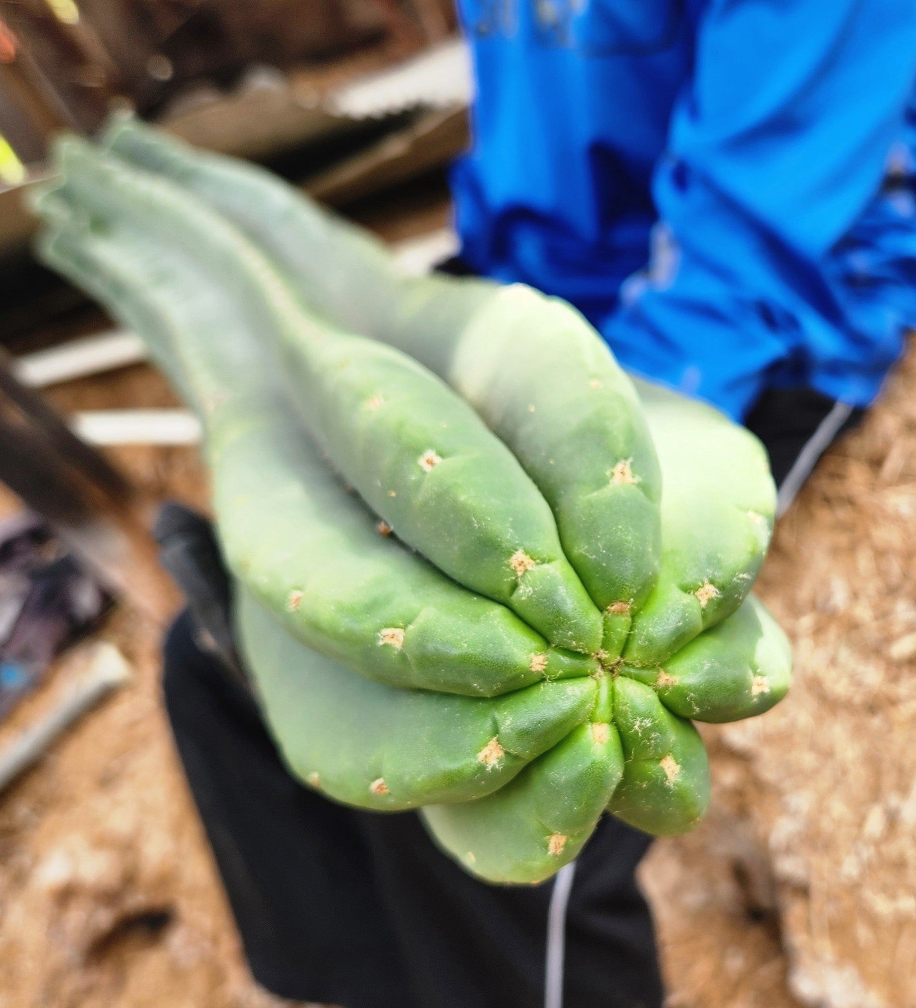 #EC167 EXACT Trichocereus Long Spine Peruvianus X a New Zealand Scopulicola Ornamental Cactus Cutting 32”-Cactus - Large - Exact-The Succulent Source