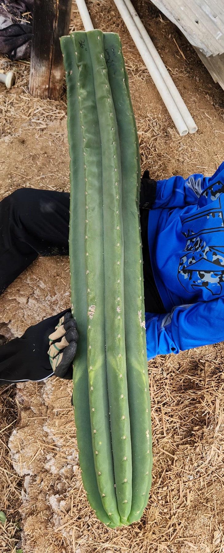 #EC167 EXACT Trichocereus Long Spine Peruvianus X a New Zealand Scopulicola Ornamental Cactus Cutting 32”-Cactus - Large - Exact-The Succulent Source