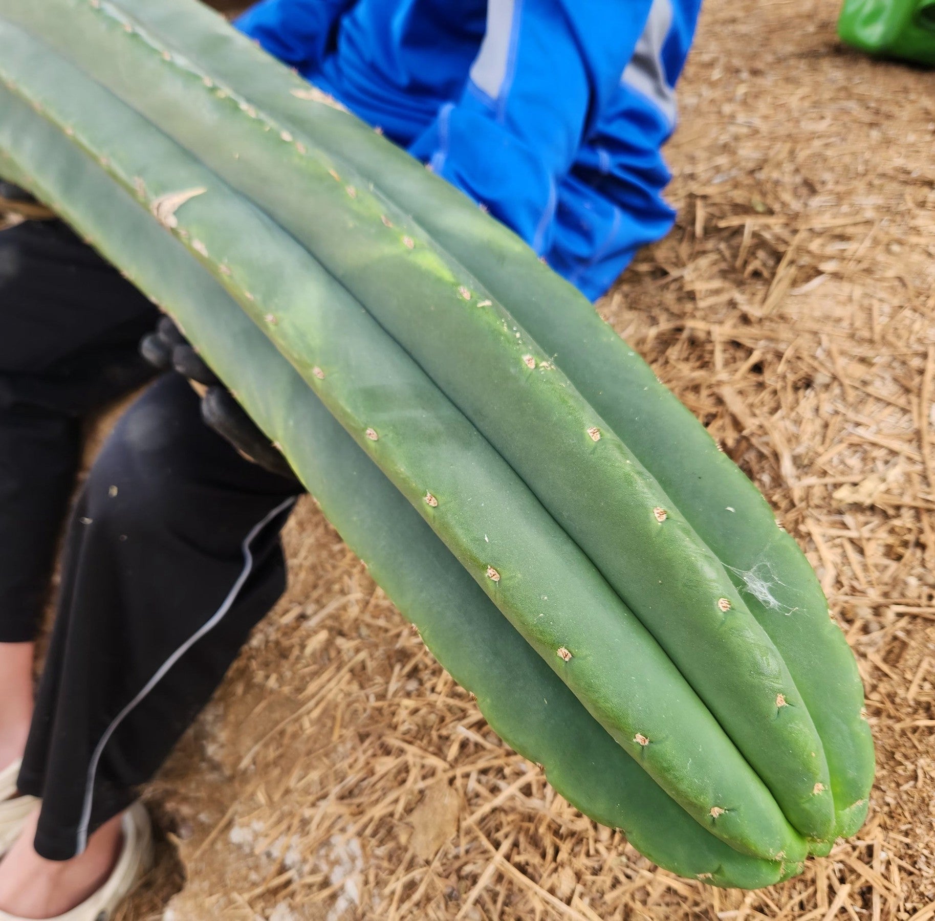 #EC167 EXACT Trichocereus Long Spine Peruvianus X a New Zealand Scopulicola Ornamental Cactus Cutting 32”-Cactus - Large - Exact-The Succulent Source