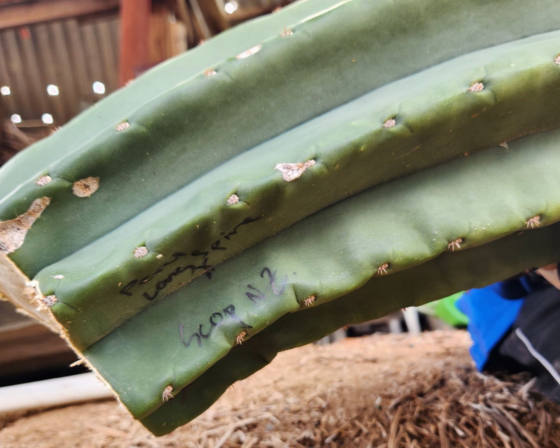 #EC167 EXACT Trichocereus Long Spine Peruvianus X a New Zealand Scopulicola Ornamental Cactus Cutting 32”-Cactus - Large - Exact-The Succulent Source