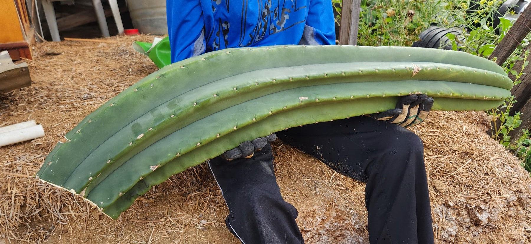 #EC167 EXACT Trichocereus Long Spine Peruvianus X a New Zealand Scopulicola Ornamental Cactus Cutting 32”-Cactus - Large - Exact-The Succulent Source