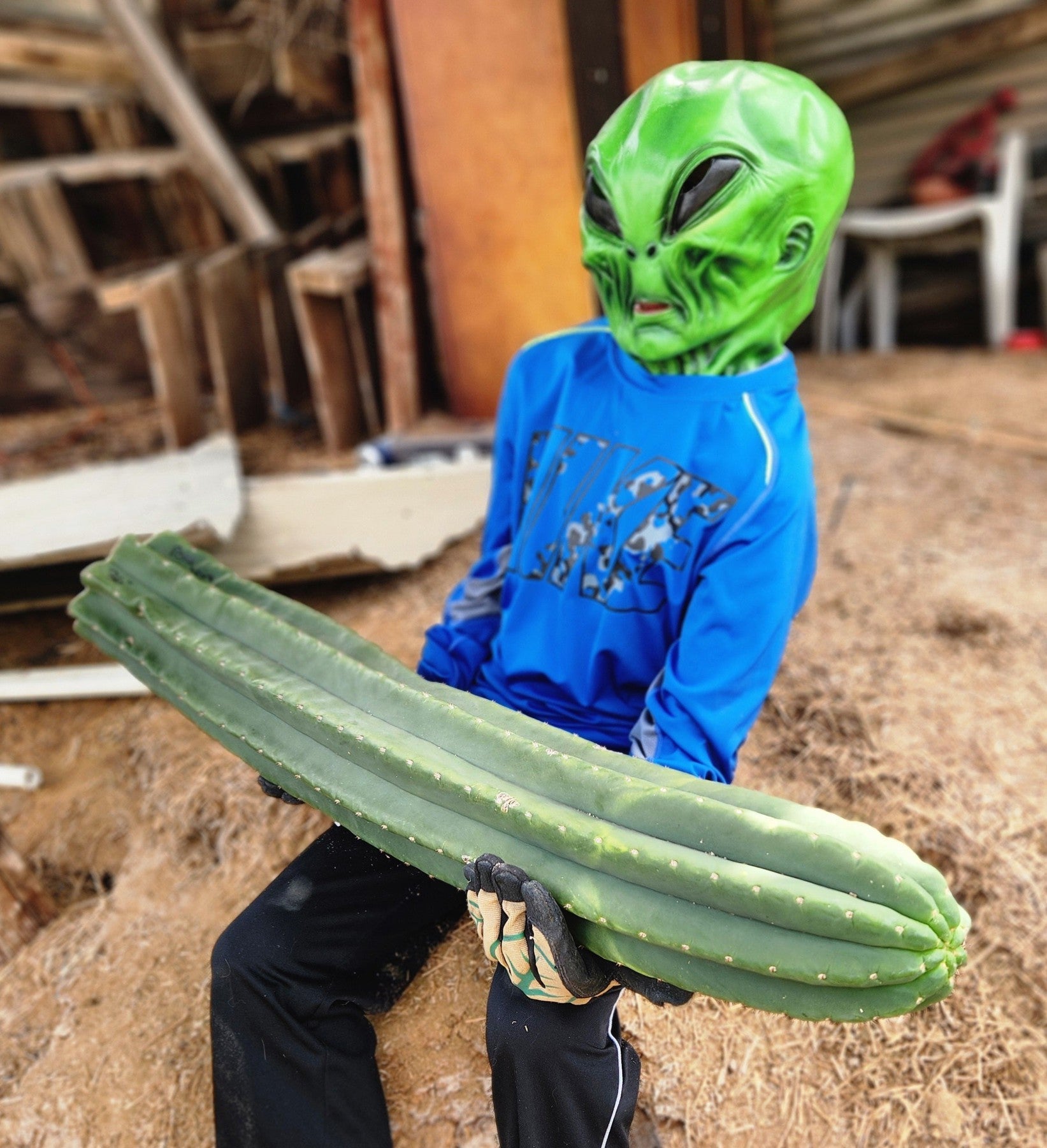 #EC167 EXACT Trichocereus Long Spine Peruvianus X a New Zealand Scopulicola Ornamental Cactus Cutting 32”-Cactus - Large - Exact-The Succulent Source