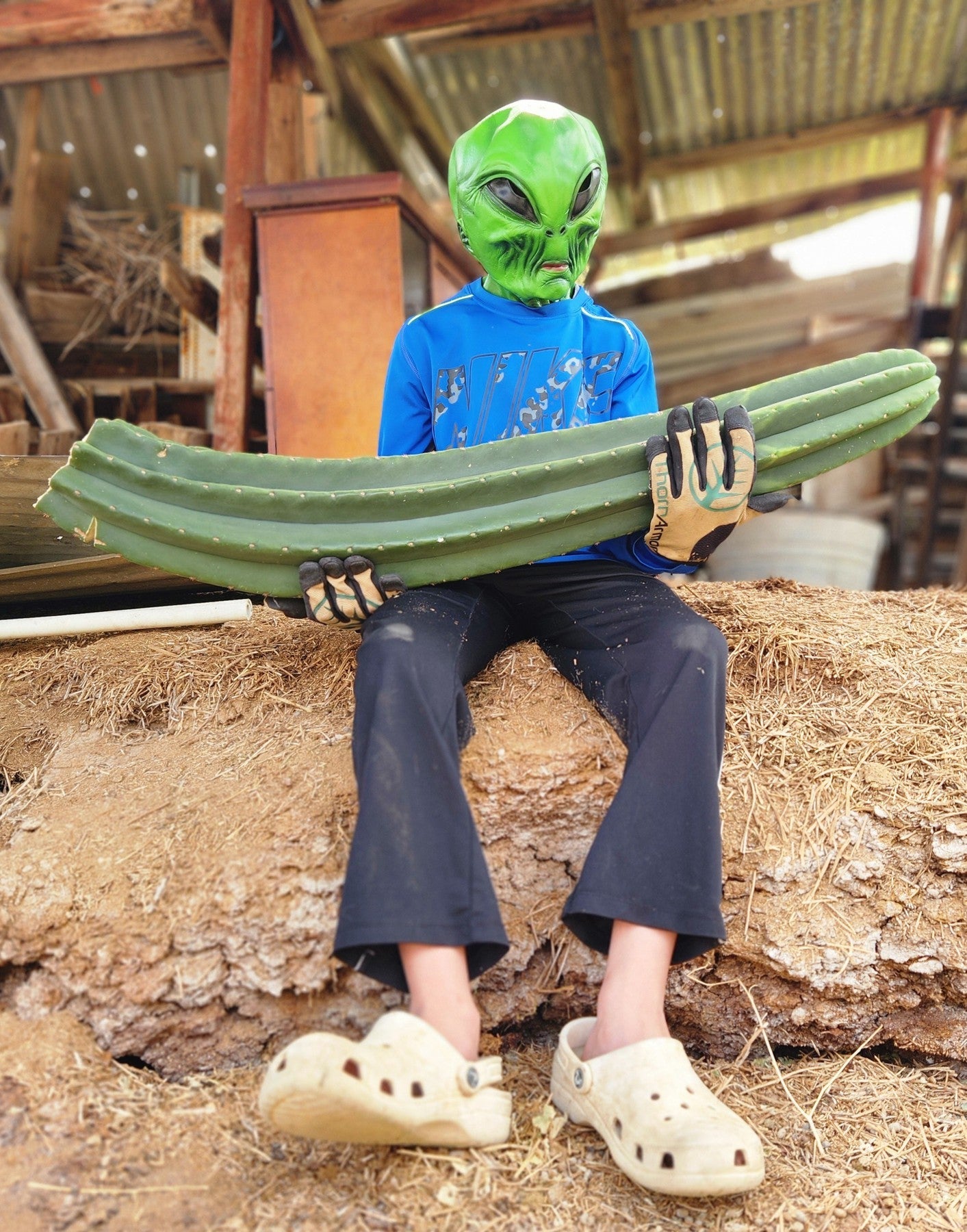 #EC167 EXACT Trichocereus Long Spine Peruvianus X a New Zealand Scopulicola Ornamental Cactus Cutting 32”-Cactus - Large - Exact-The Succulent Source