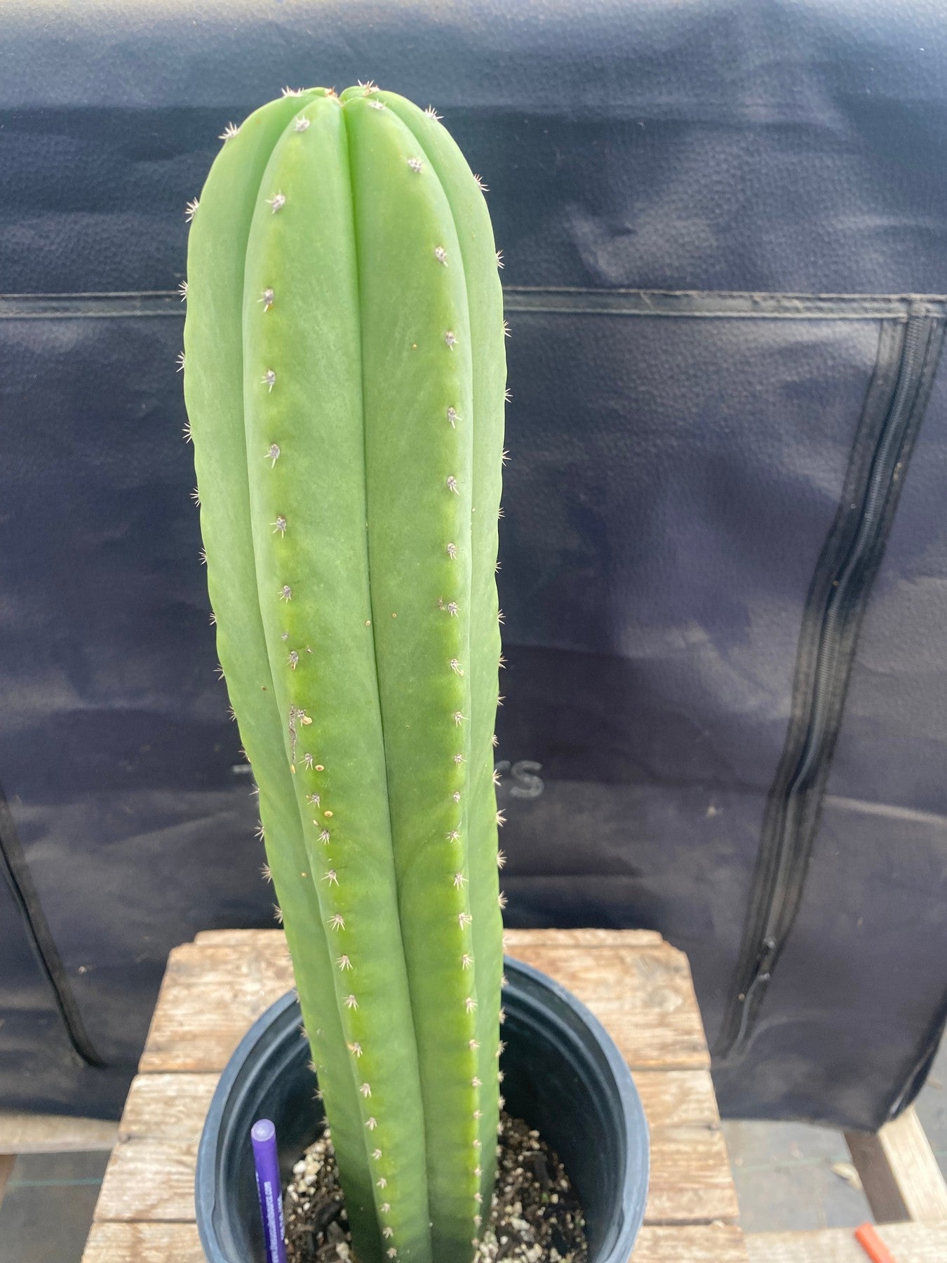 #EC167 EXACT Trichocereus TnT X Scopulicola Ornamental Cactus 17.5”-Cactus - Large - Exact-The Succulent Source