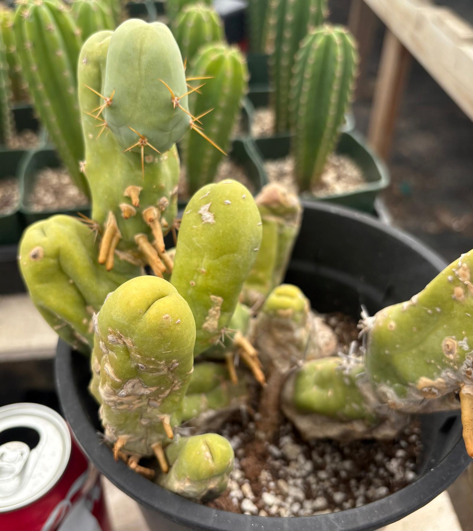 #EC168 EXACT Trichocereus Bridgesii TBM Ornamental Cactus-Cactus - Large - Exact-The Succulent Source