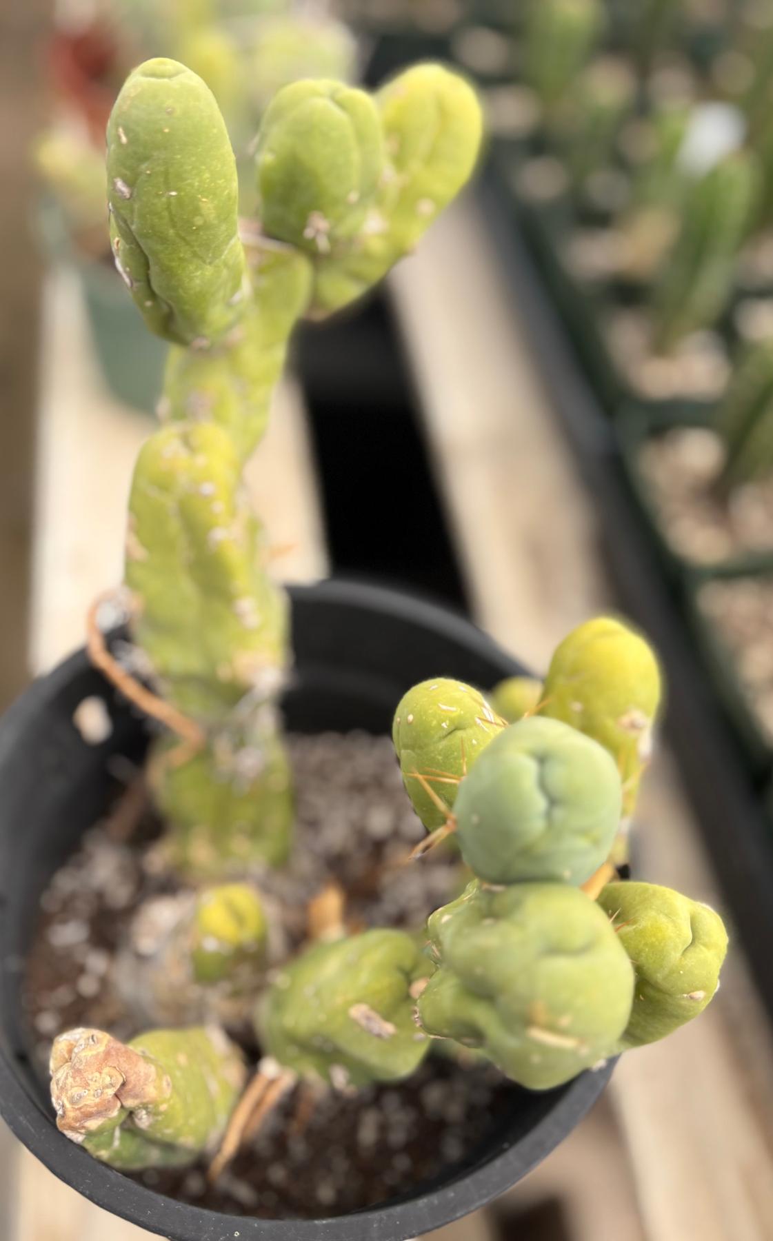 #EC168 EXACT Trichocereus Bridgesii TBM Ornamental Cactus-Cactus - Large - Exact-The Succulent Source