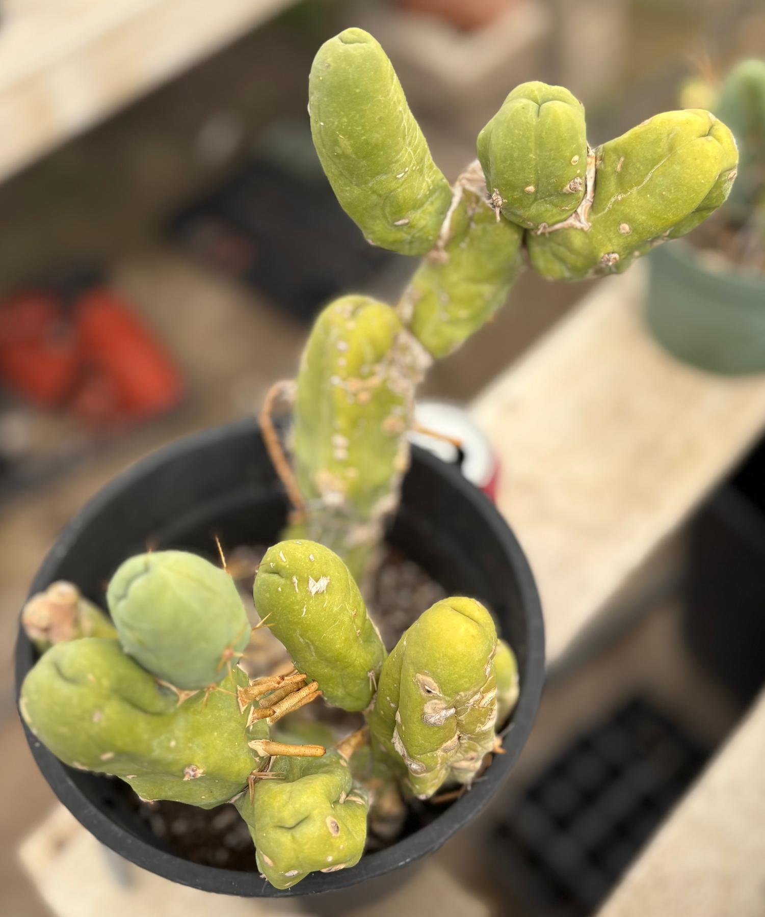 #EC168 EXACT Trichocereus Bridgesii TBM Ornamental Cactus-Cactus - Large - Exact-The Succulent Source