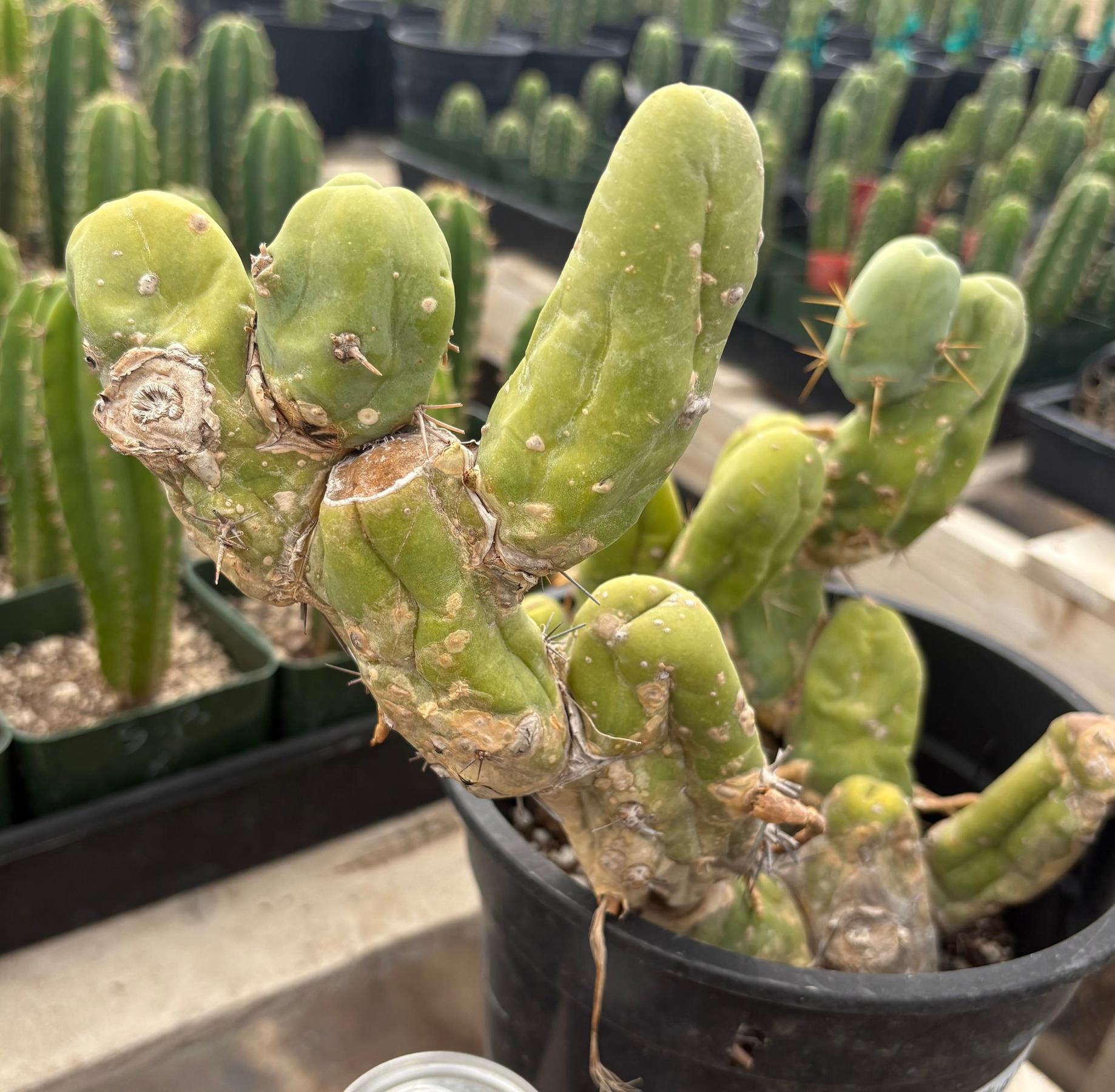 #EC168 EXACT Trichocereus Bridgesii TBM Ornamental Cactus-Cactus - Large - Exact-The Succulent Source