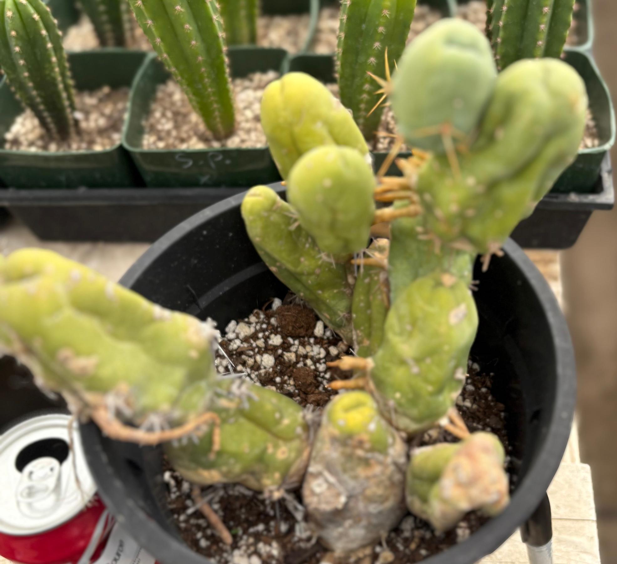 #EC168 EXACT Trichocereus Bridgesii TBM Ornamental Cactus-Cactus - Large - Exact-The Succulent Source