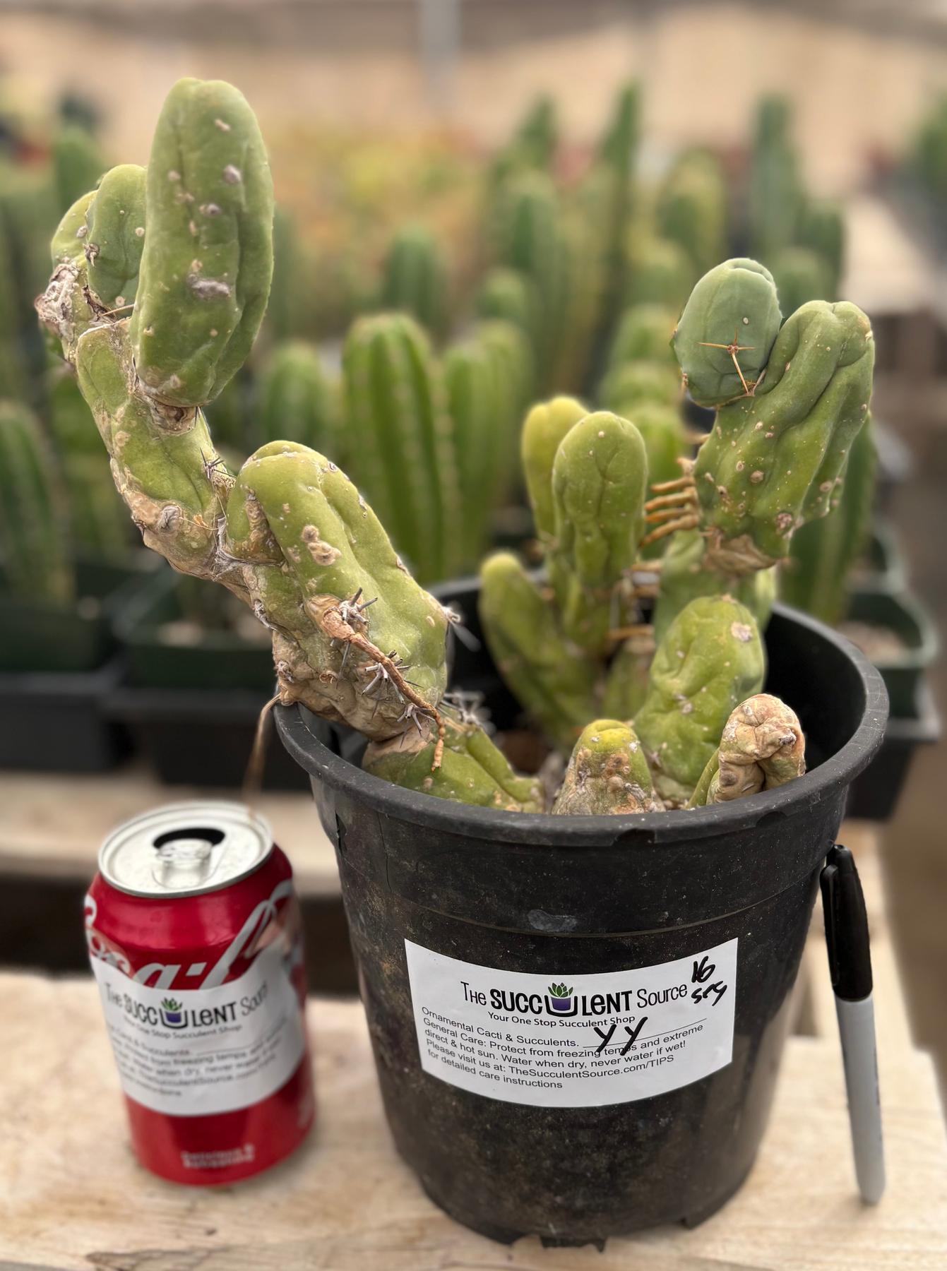 #EC168 EXACT Trichocereus Bridgesii TBM Ornamental Cactus-Cactus - Large - Exact-The Succulent Source