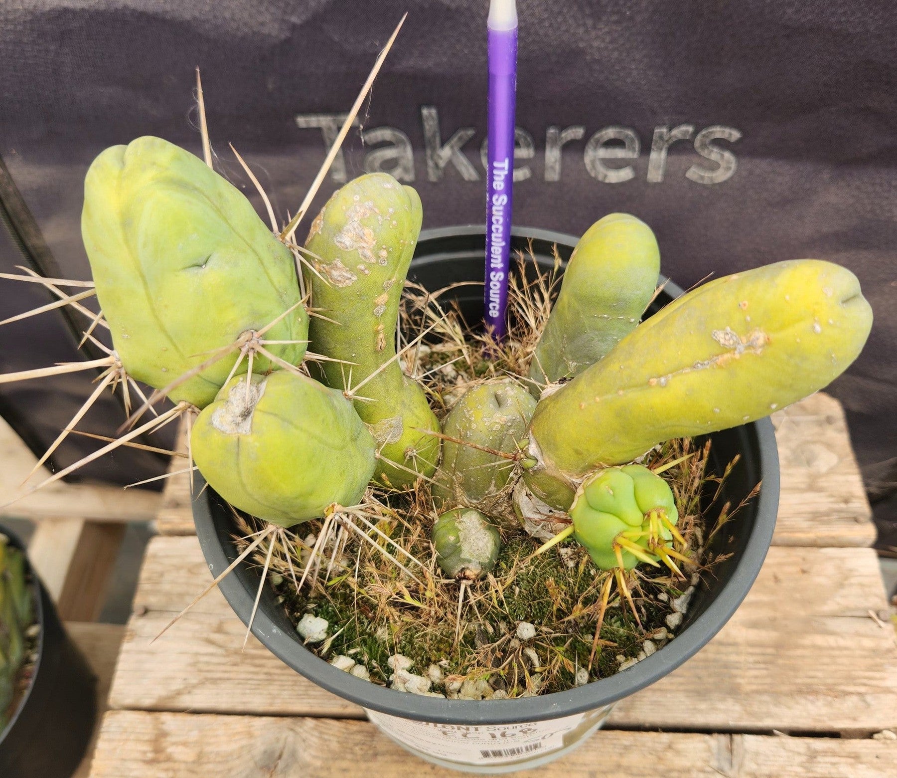 #EC168 EXACT Trichocereus Bridgesii TBM Ornamental Cactus-Cactus - Large - Exact-The Succulent Source