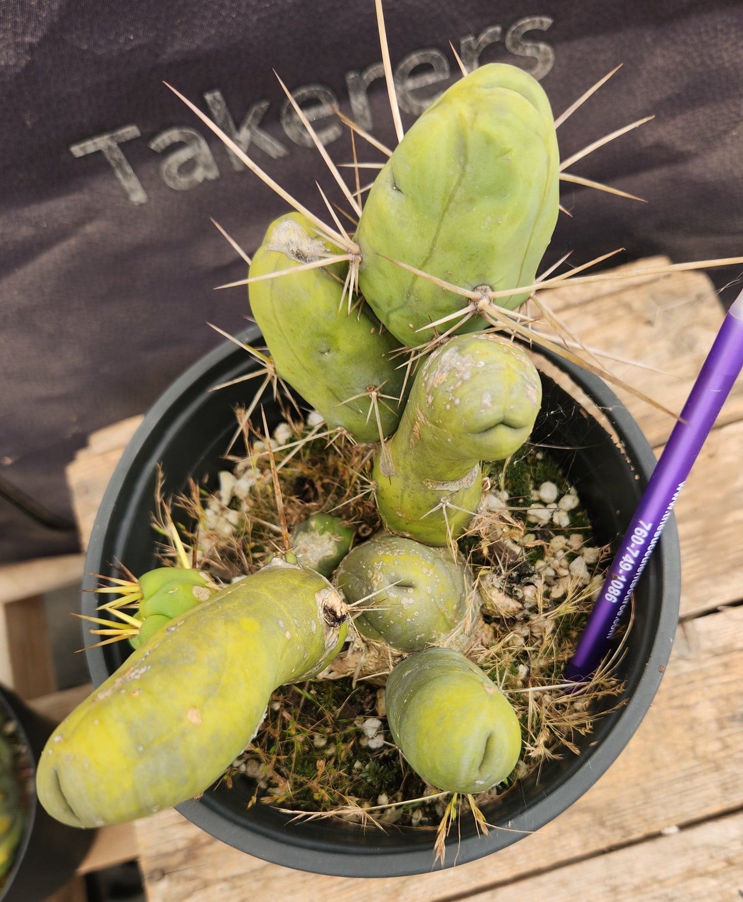 #EC168 EXACT Trichocereus Bridgesii TBM Ornamental Cactus-Cactus - Large - Exact-The Succulent Source