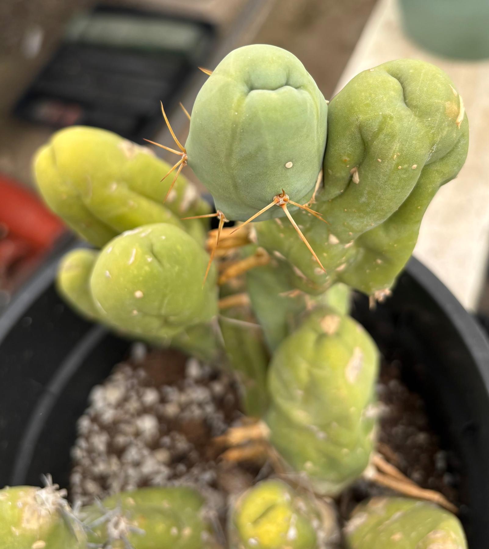 #EC168 EXACT Trichocereus Bridgesii TBM Ornamental Cactus-Cactus - Large - Exact-The Succulent Source