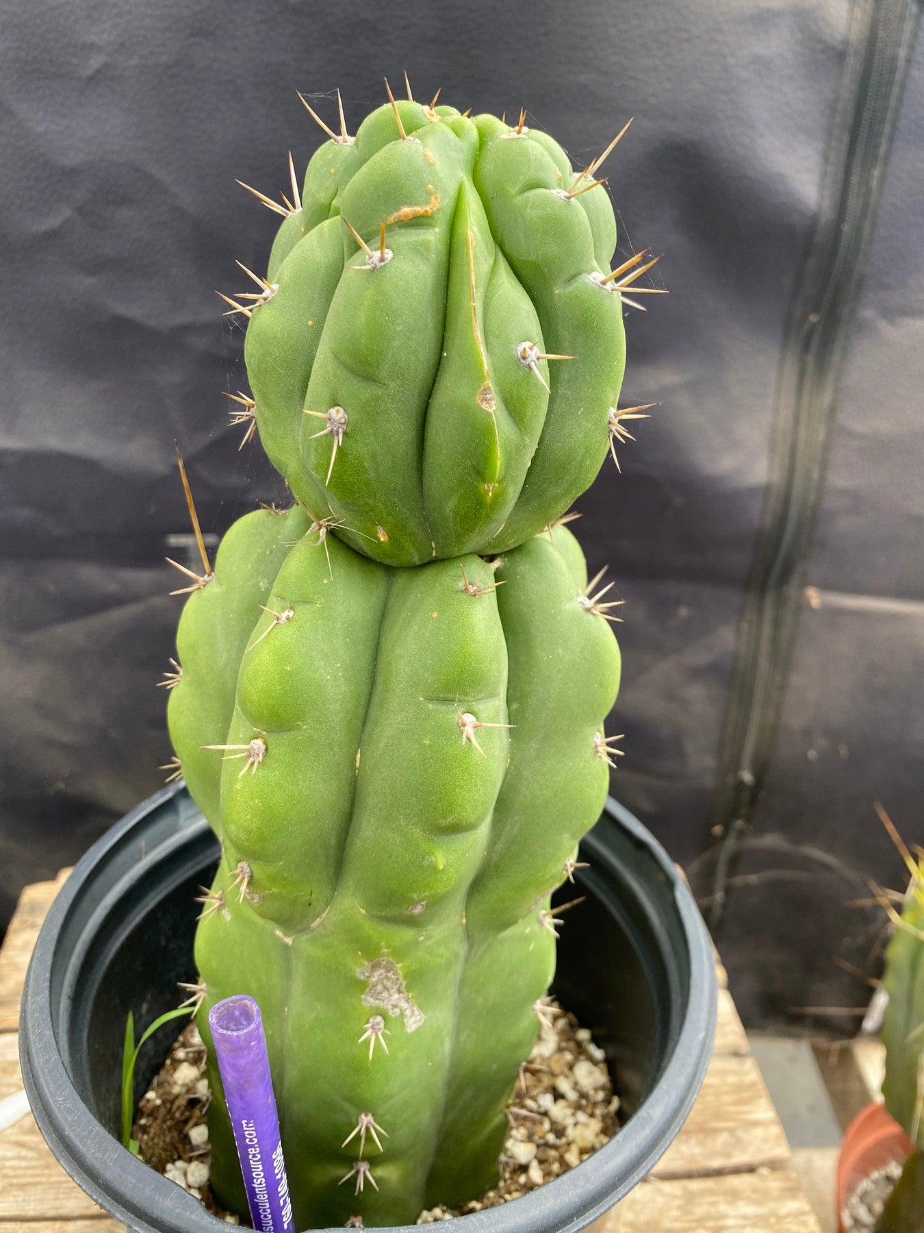 #EC169 EXACT Trichocereus Pachanoi Monstrose TPM Cactus 10”-Cactus - Large - Exact-The Succulent Source