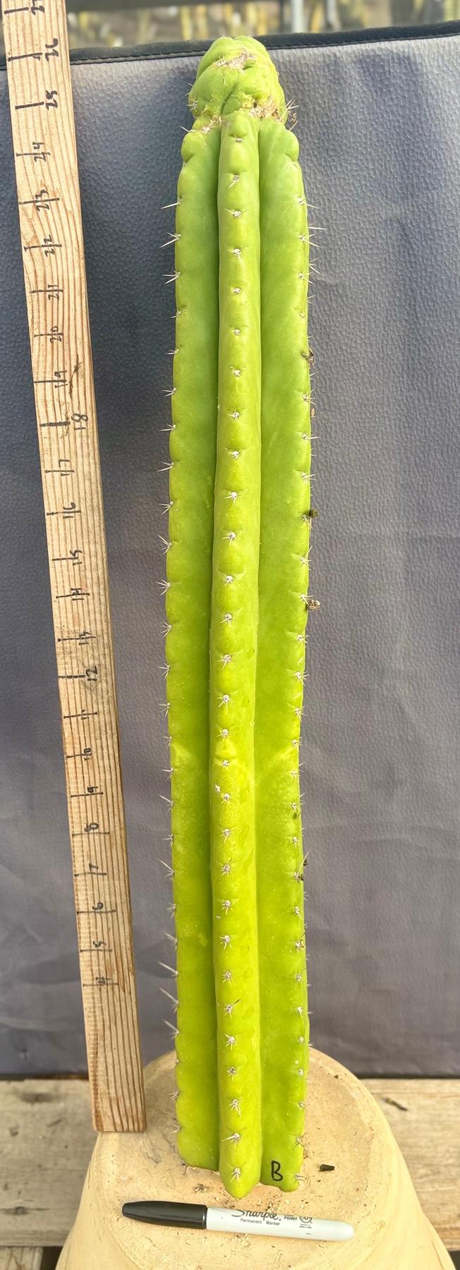 #EC169 EXACT Trichocereus Pachanoi Monstrose TPM Cactus TLC Cuttings A-E-Cactus - Large - Exact-The Succulent Source