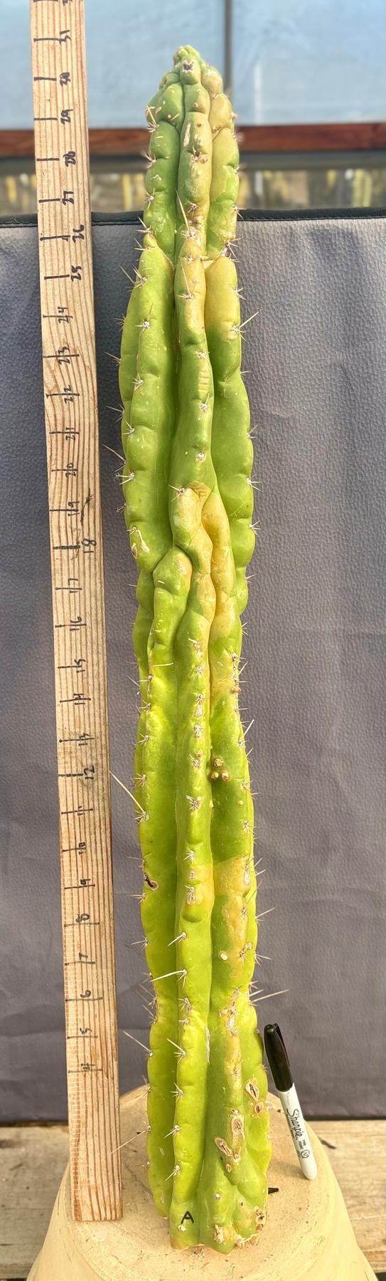 #EC169 EXACT Trichocereus Pachanoi Monstrose TPM Cactus TLC Cuttings A-E-Cactus - Large - Exact-The Succulent Source