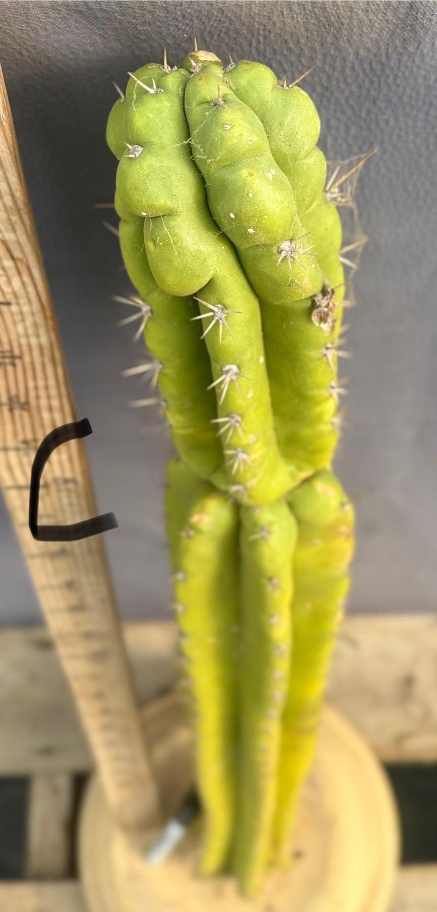 #EC169 EXACT Trichocereus Pachanoi Monstrose TPM Cactus TLC Cuttings A-E-Cactus - Large - Exact-The Succulent Source
