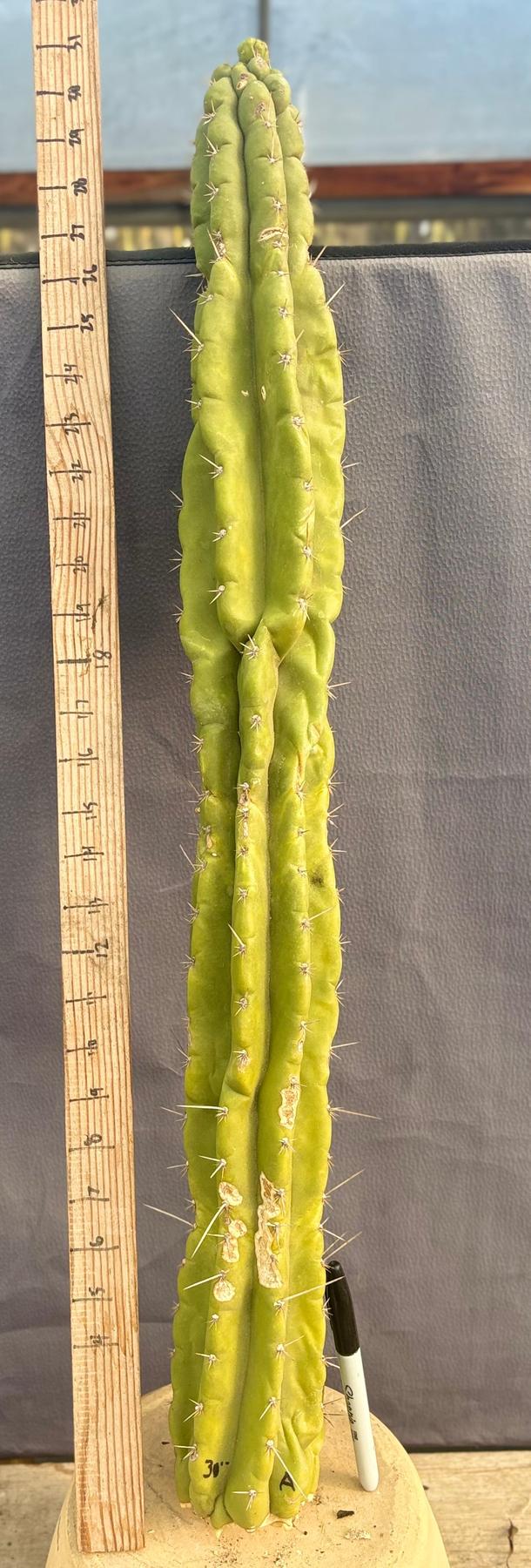 #EC169 EXACT Trichocereus Pachanoi Monstrose TPM Cactus TLC Cuttings A-E-Cactus - Large - Exact-The Succulent Source