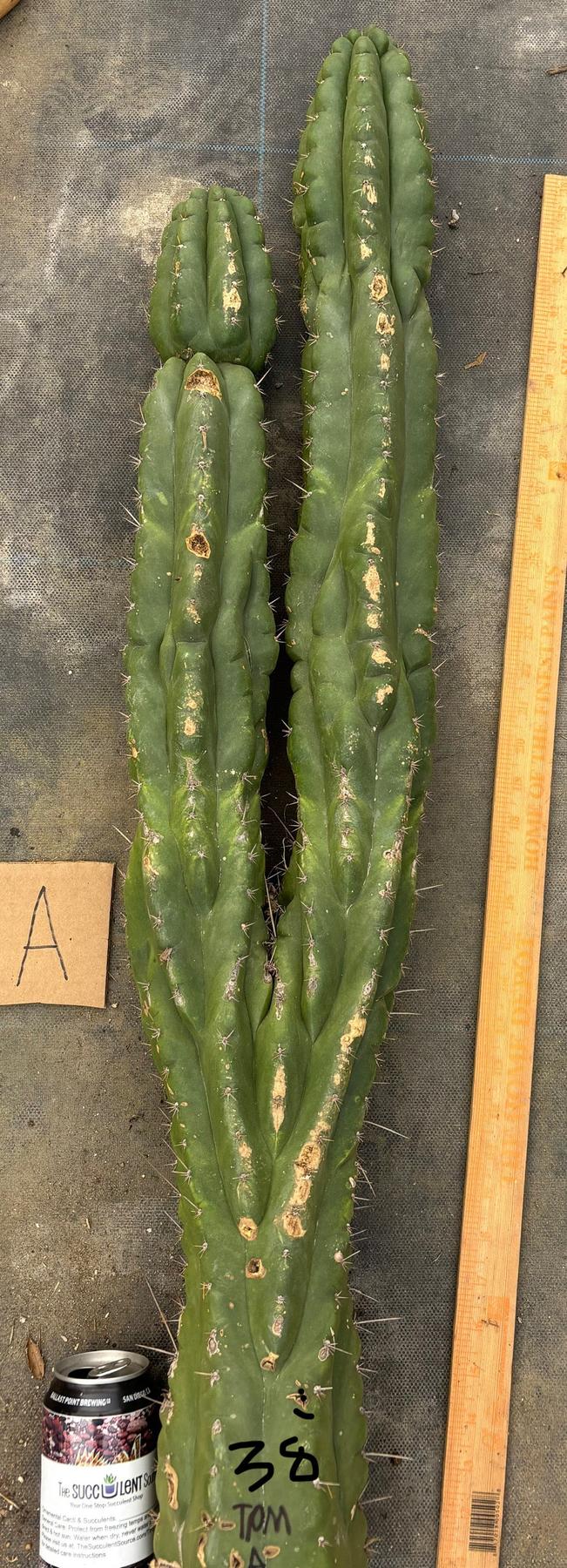 #EC169 EXACT Trichocereus Pachanoi Monstrose TPM Cactus TLC Cuttings A-J-Cactus - Large - Exact-The Succulent Source
