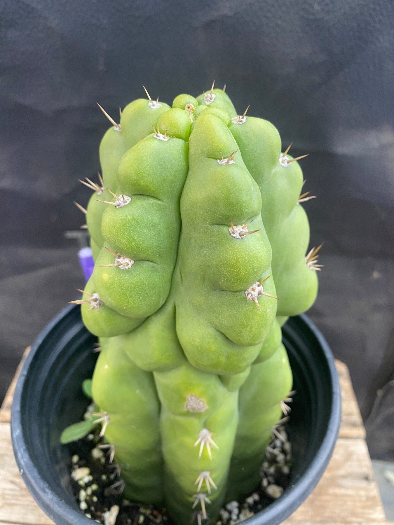 #EC17 EXACT Trichocereus Pachanoi Monstrose TPM Cactus 9”-Cactus - Large - Exact-The Succulent Source