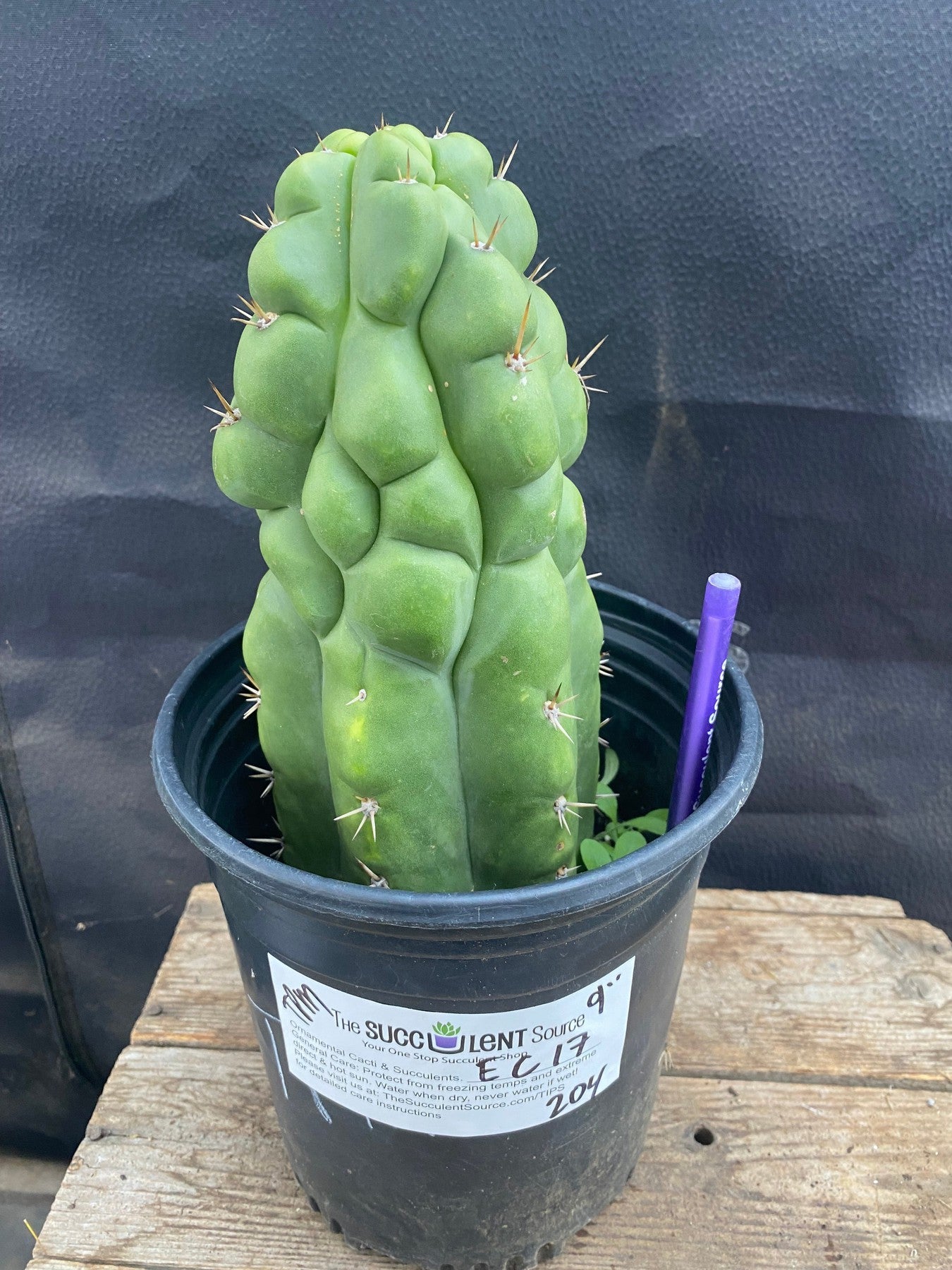 #EC17 EXACT Trichocereus Pachanoi Monstrose TPM Cactus 9”-Cactus - Large - Exact-The Succulent Source