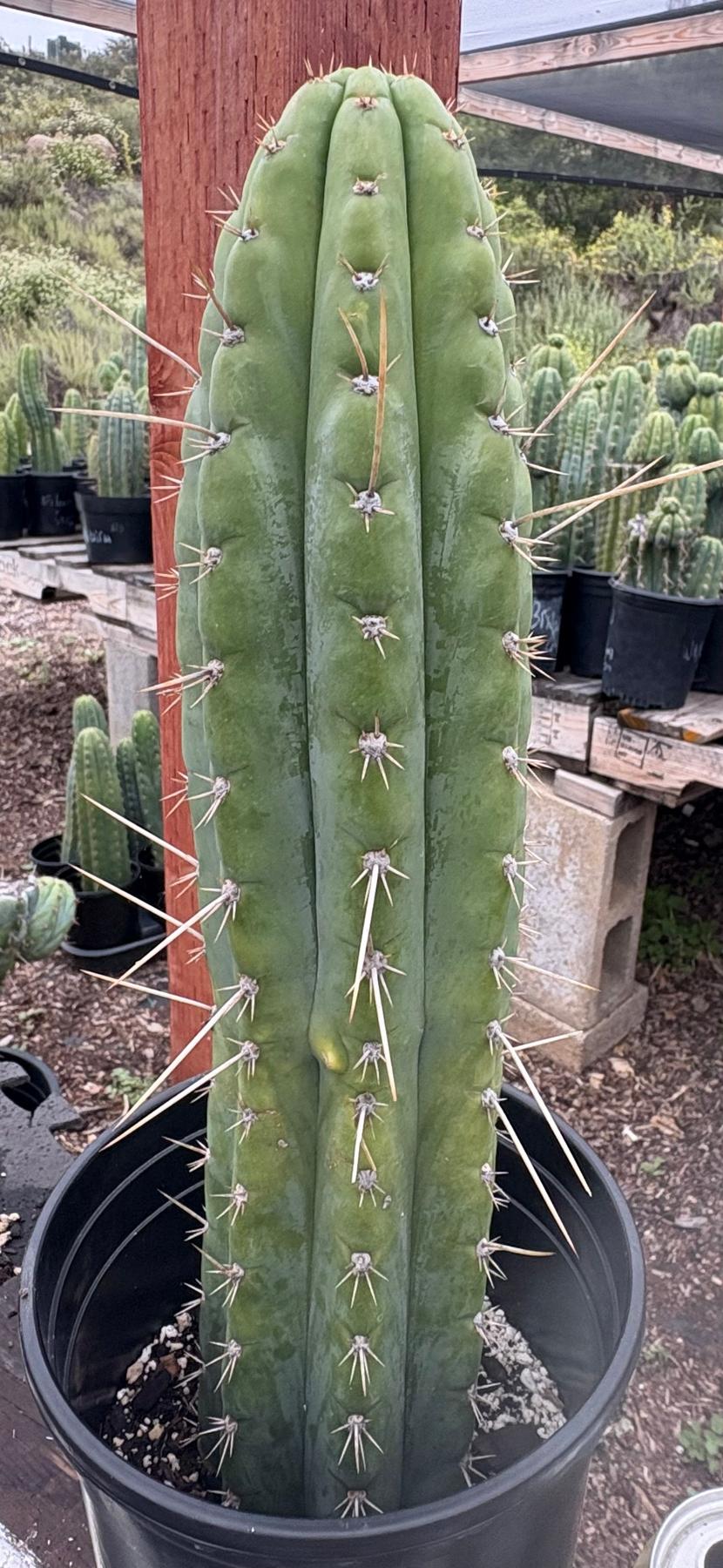 #EC17 EXACT Trichocereus Peru Bonny X Colossus Cactus 14”-Cactus - Large - Exact-The Succulent Source