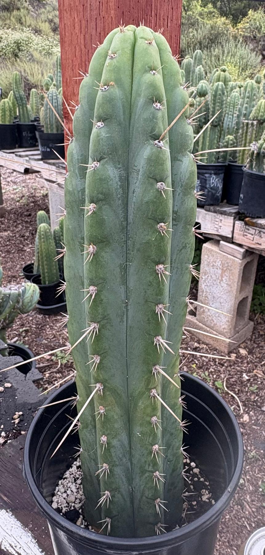 #EC17 EXACT Trichocereus Peru Bonny X Colossus Cactus 14”-Cactus - Large - Exact-The Succulent Source