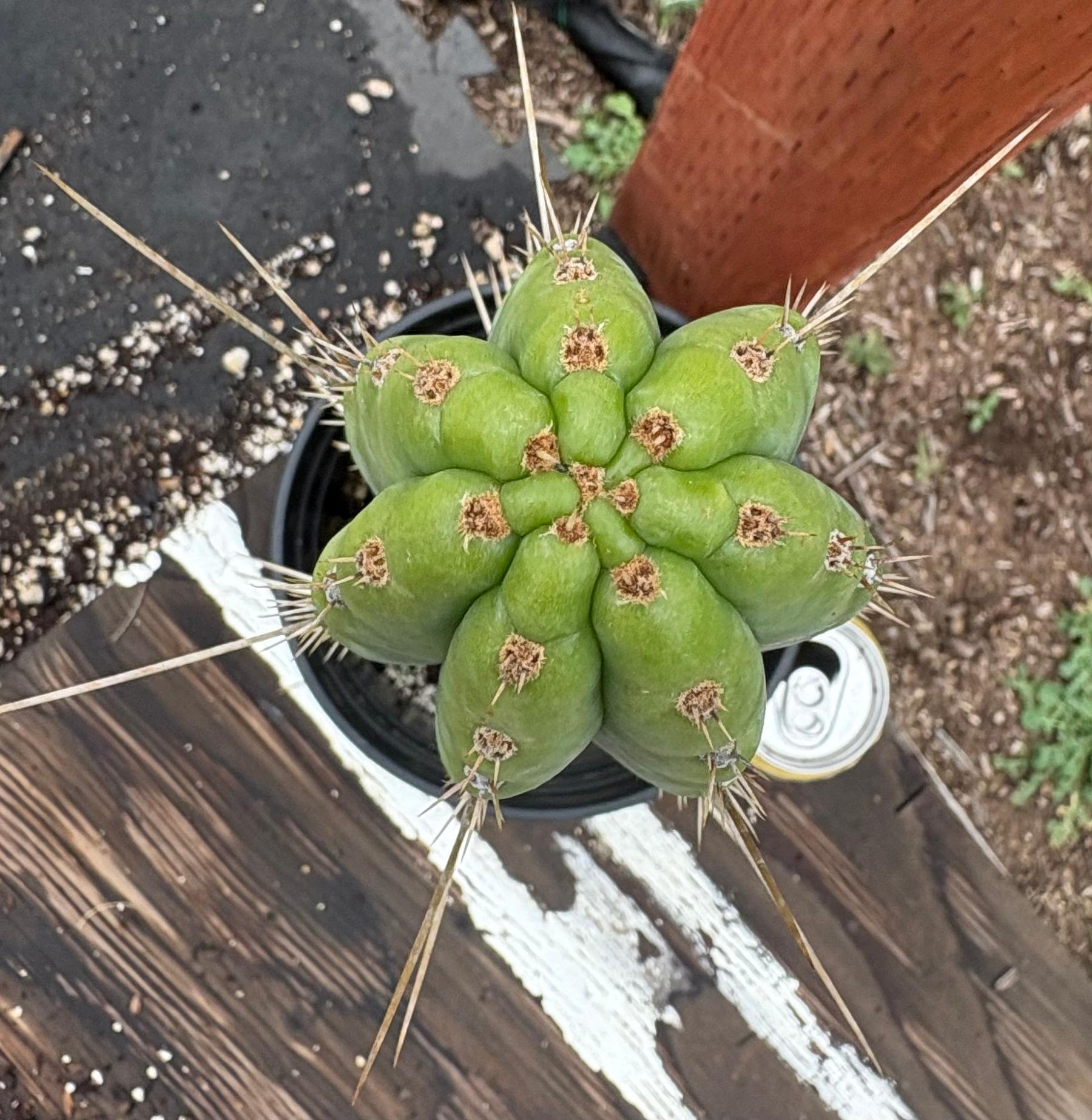 #EC17 EXACT Trichocereus Peru Bonny X Colossus Cactus 14”-Cactus - Large - Exact-The Succulent Source