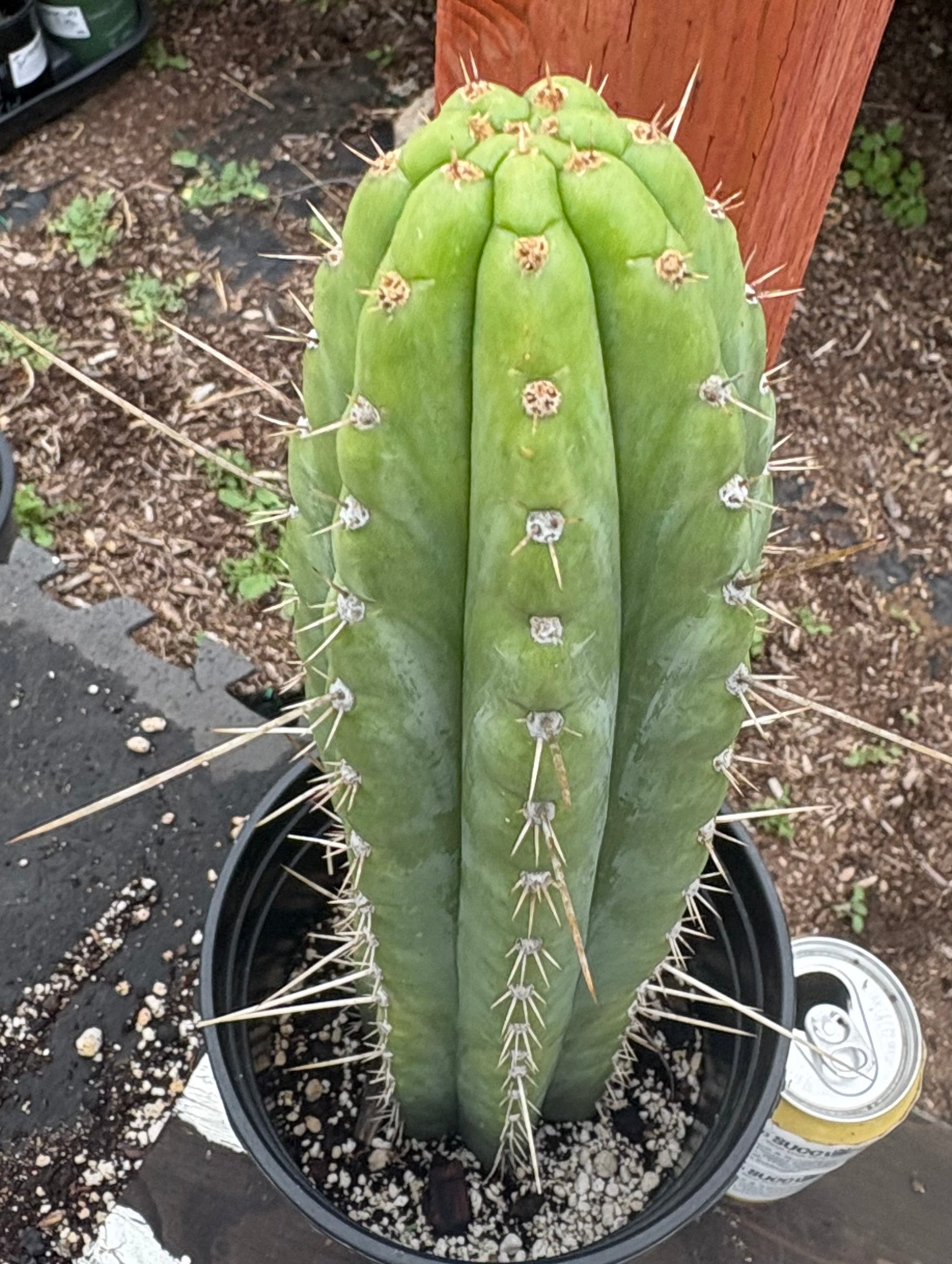 #EC17 EXACT Trichocereus Peru Bonny X Colossus Cactus 14”-Cactus - Large - Exact-The Succulent Source