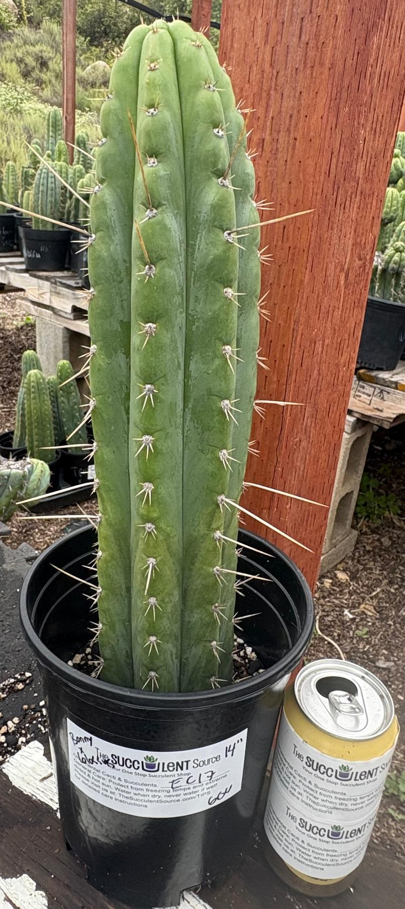 #EC17 EXACT Trichocereus Peru Bonny X Colossus Cactus 14”-Cactus - Large - Exact-The Succulent Source
