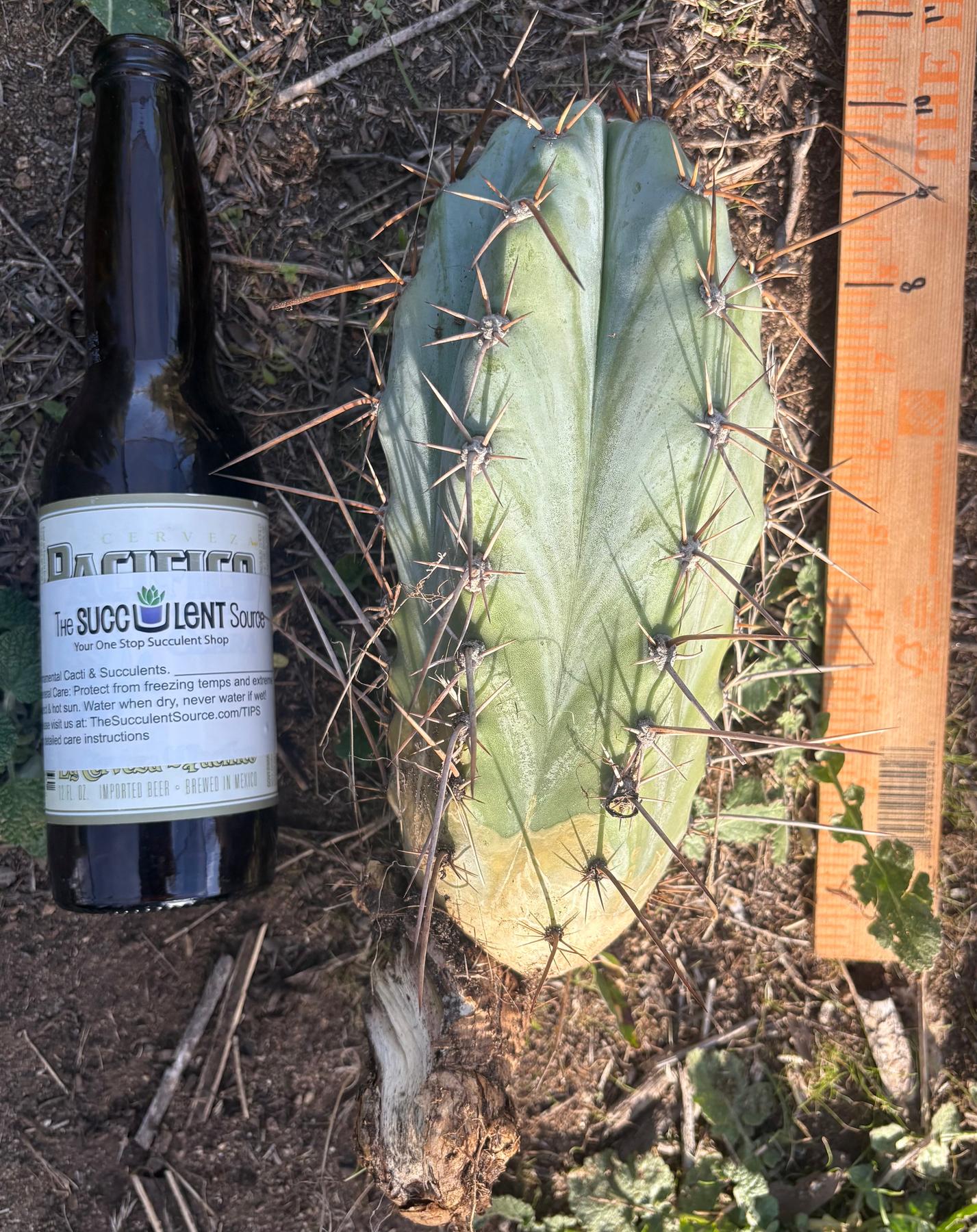 #EC17 EXACT Trichocereus Peruvianus GH8 Landrace 10”-Cactus - Large - Exact-The Succulent Source