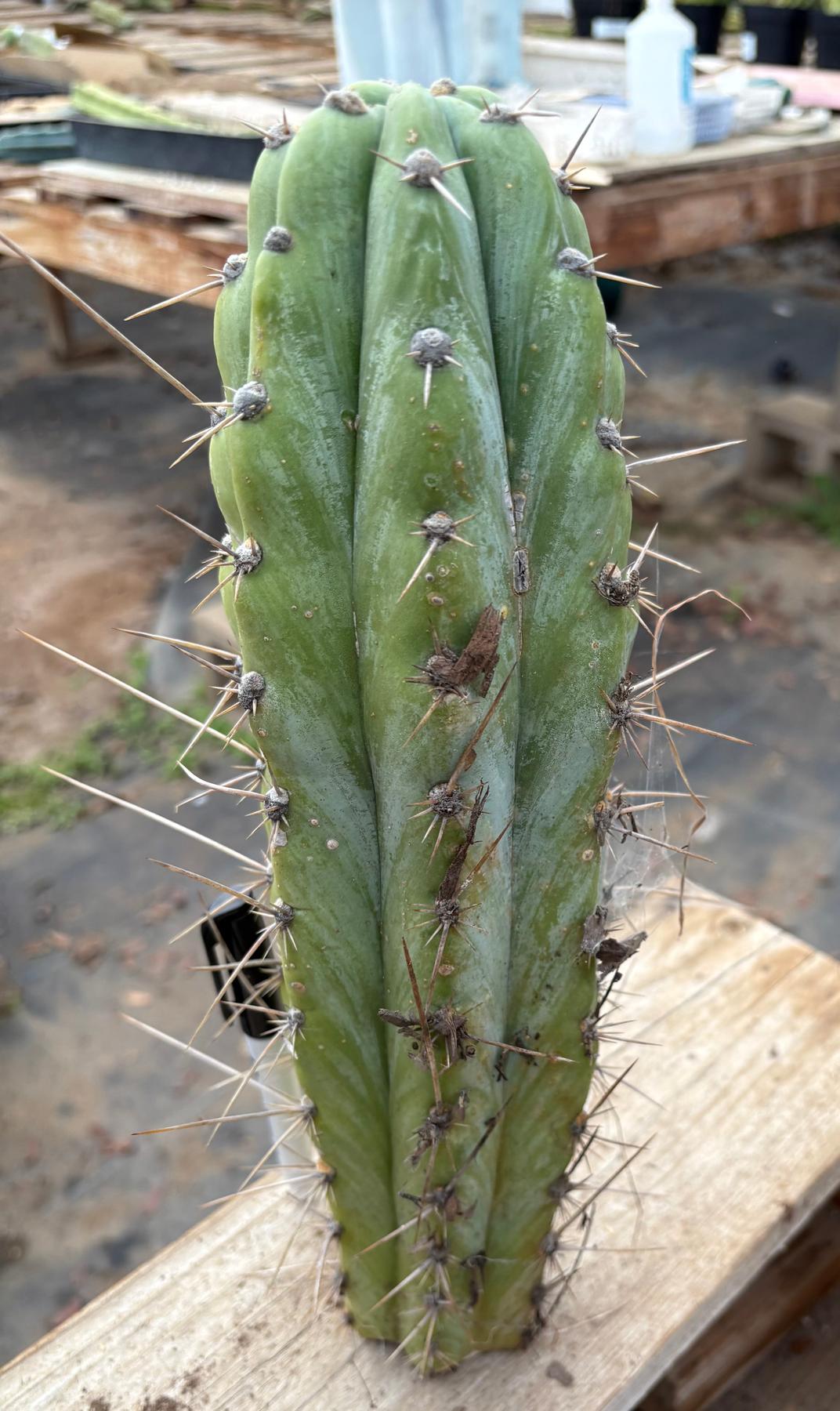 #EC17 EXACT Trichocereus Peruvianus GH8 Landrace 12.5”-Cactus - Large - Exact-The Succulent Source