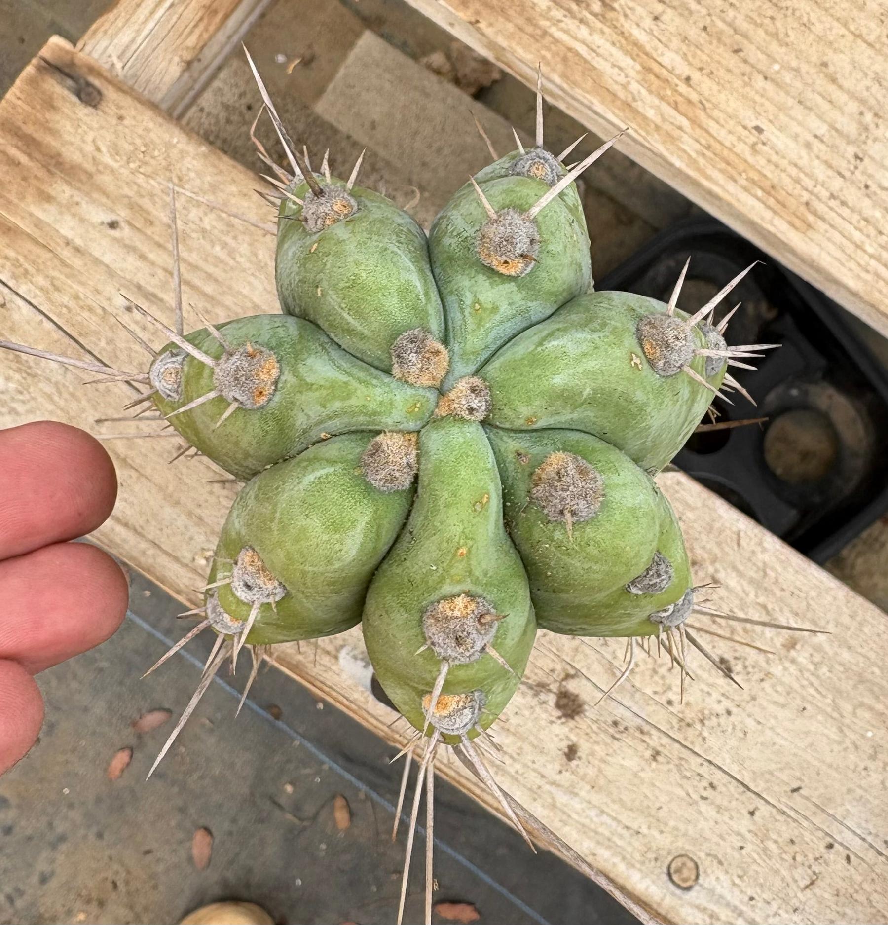 #EC17 EXACT Trichocereus Peruvianus GH8 Landrace 12.5”-Cactus - Large - Exact-The Succulent Source