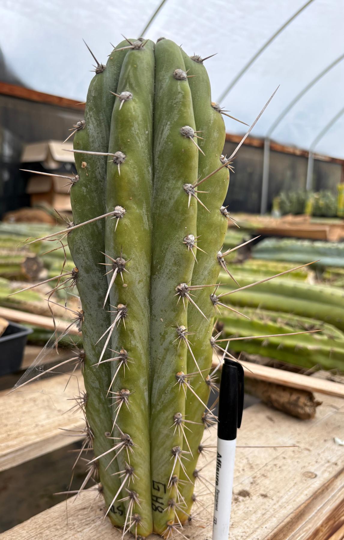 #EC17 EXACT Trichocereus Peruvianus GH8 Landrace 12.5”-Cactus - Large - Exact-The Succulent Source