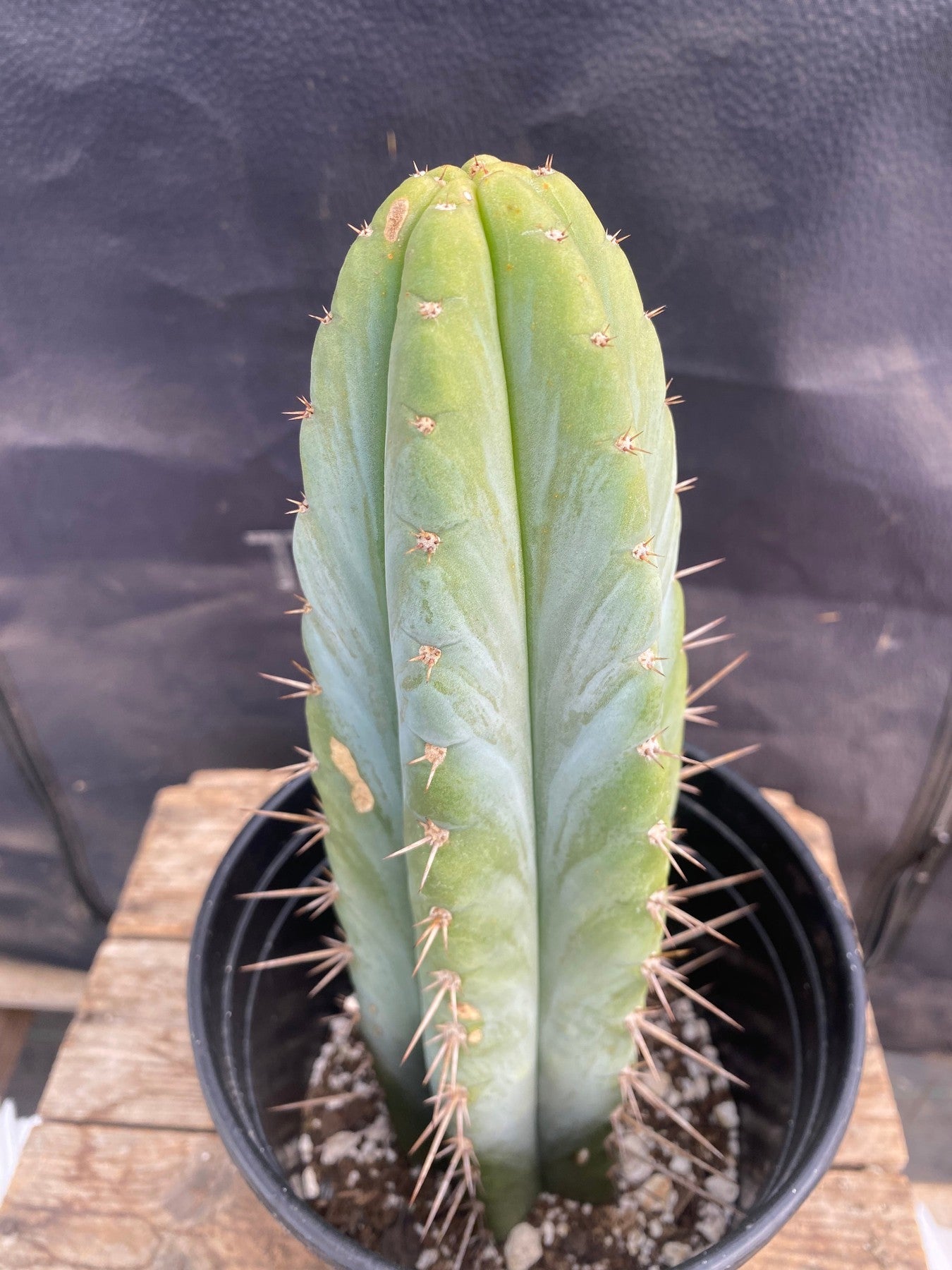 #EC171 EXACT Trichocereus Peruvianus OMS Ornamental Cactus 11.5"-Cactus - Large - Exact-The Succulent Source