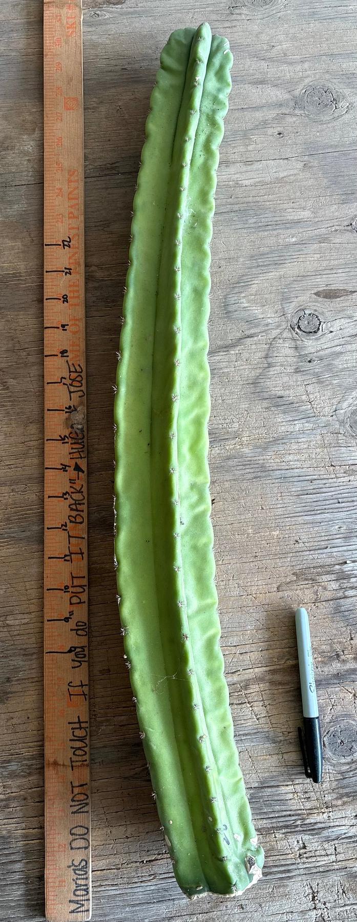 #EC173 EXACT Trichocereus “SCG16” Long Cutting 28”-Cactus - Large - Exact-The Succulent Source