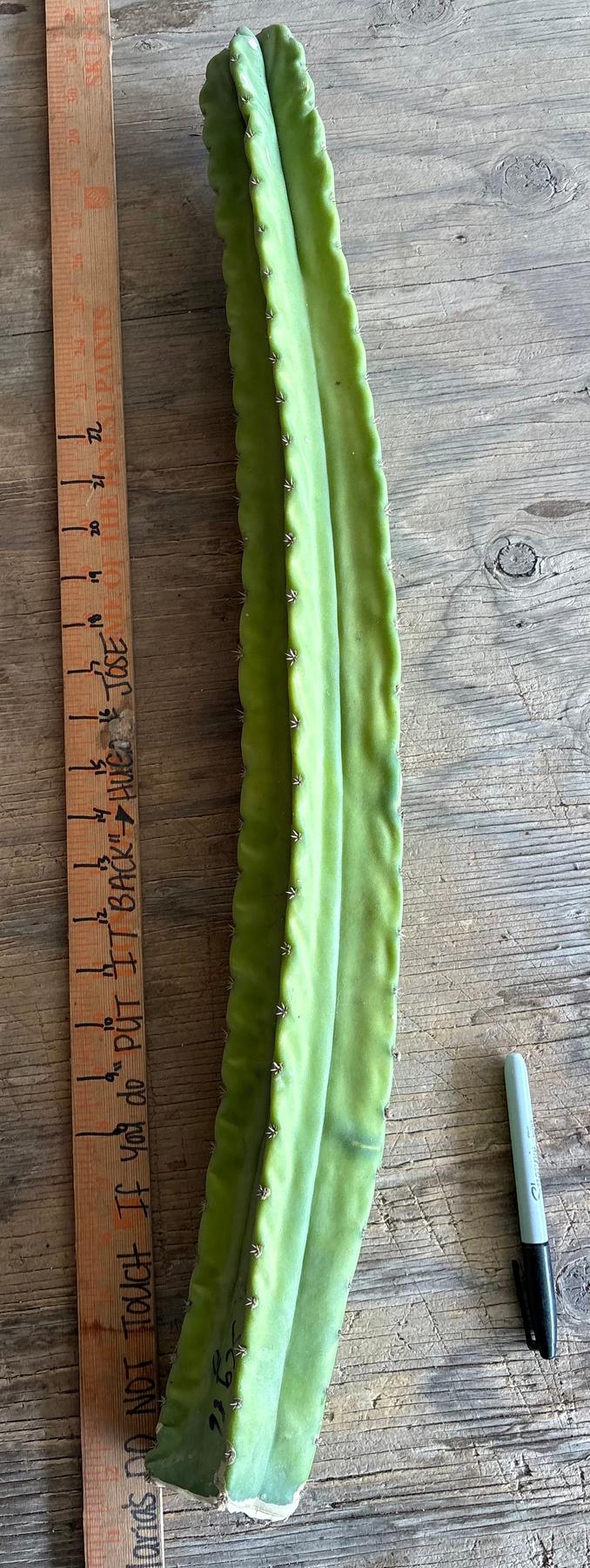 #EC173 EXACT Trichocereus “SCG16” Long Cutting 28”-Cactus - Large - Exact-The Succulent Source